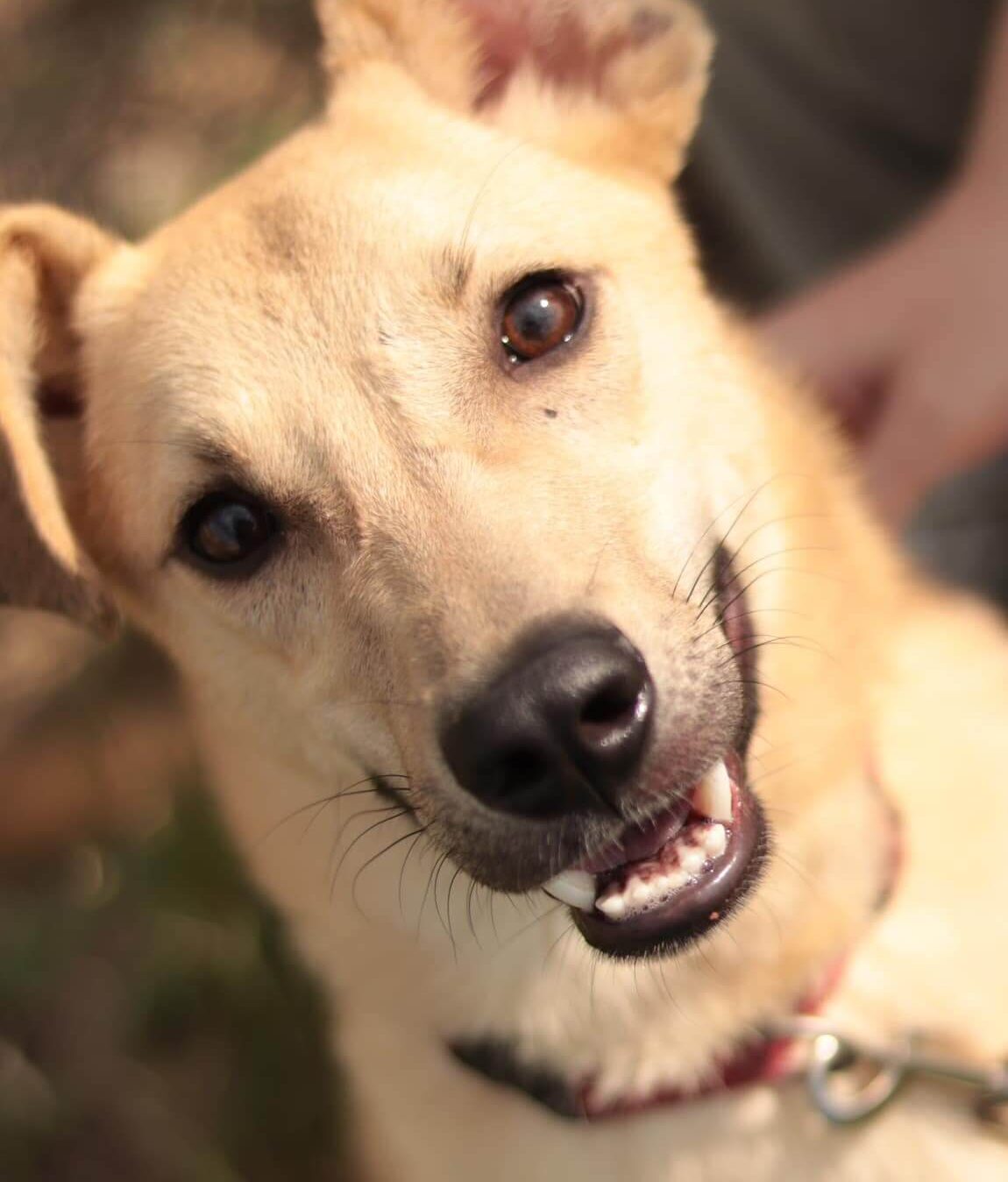 Rescue Dogs from Ukraine: Louis the Brave Needs a Home