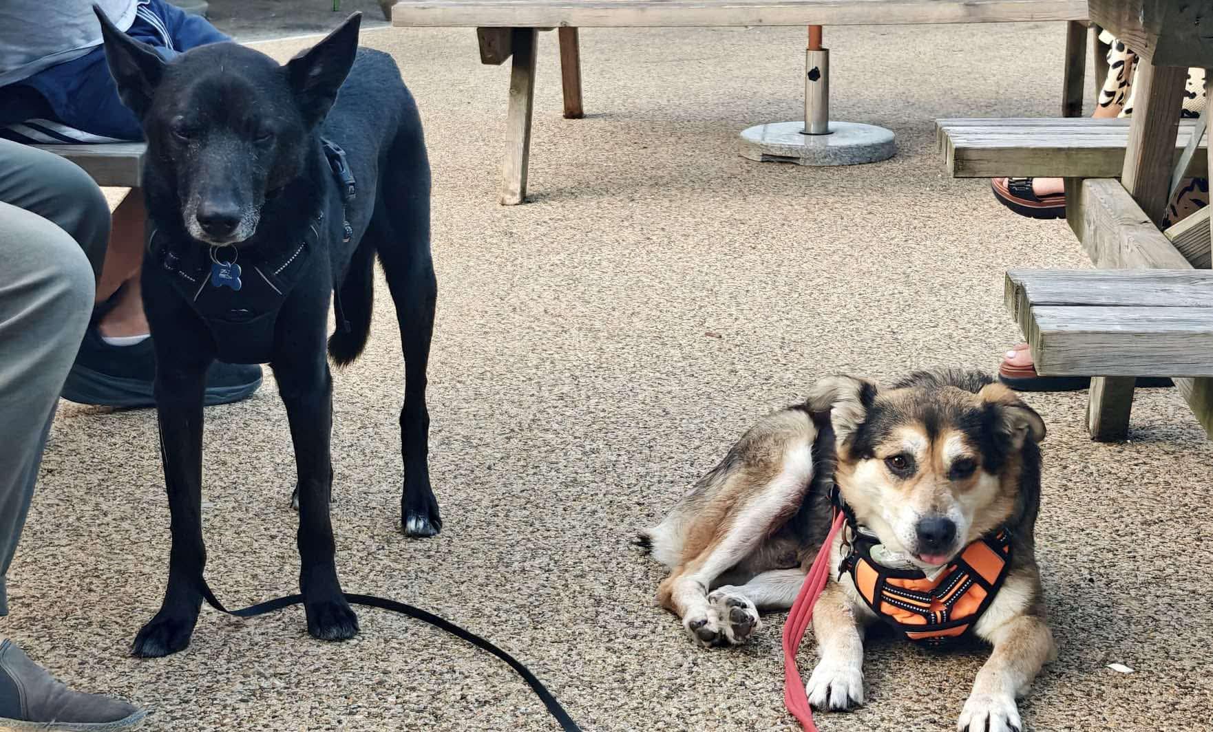 Rescue Dogs from Ukraine: Vasya’s Peaceful New Life