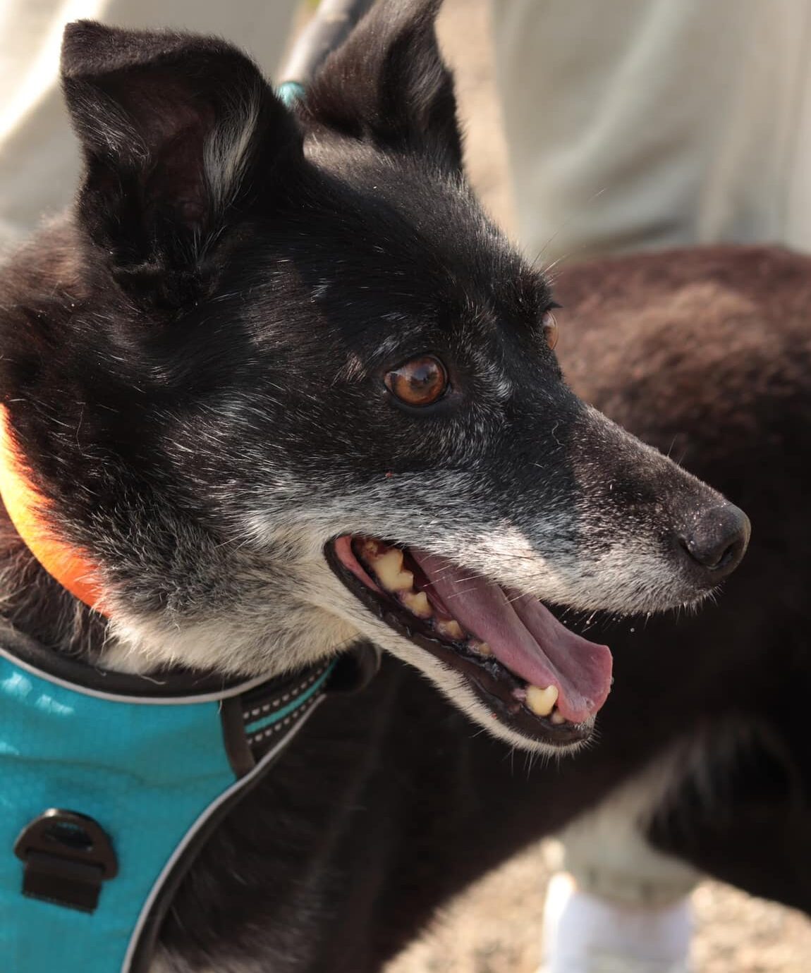 Rescue Dogs from Ukraine Like Rozina Need Our Love