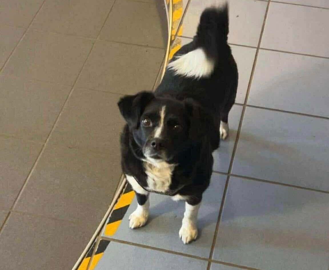Adopt Dog from Ukraine: Vishi’s Beautiful New Life
