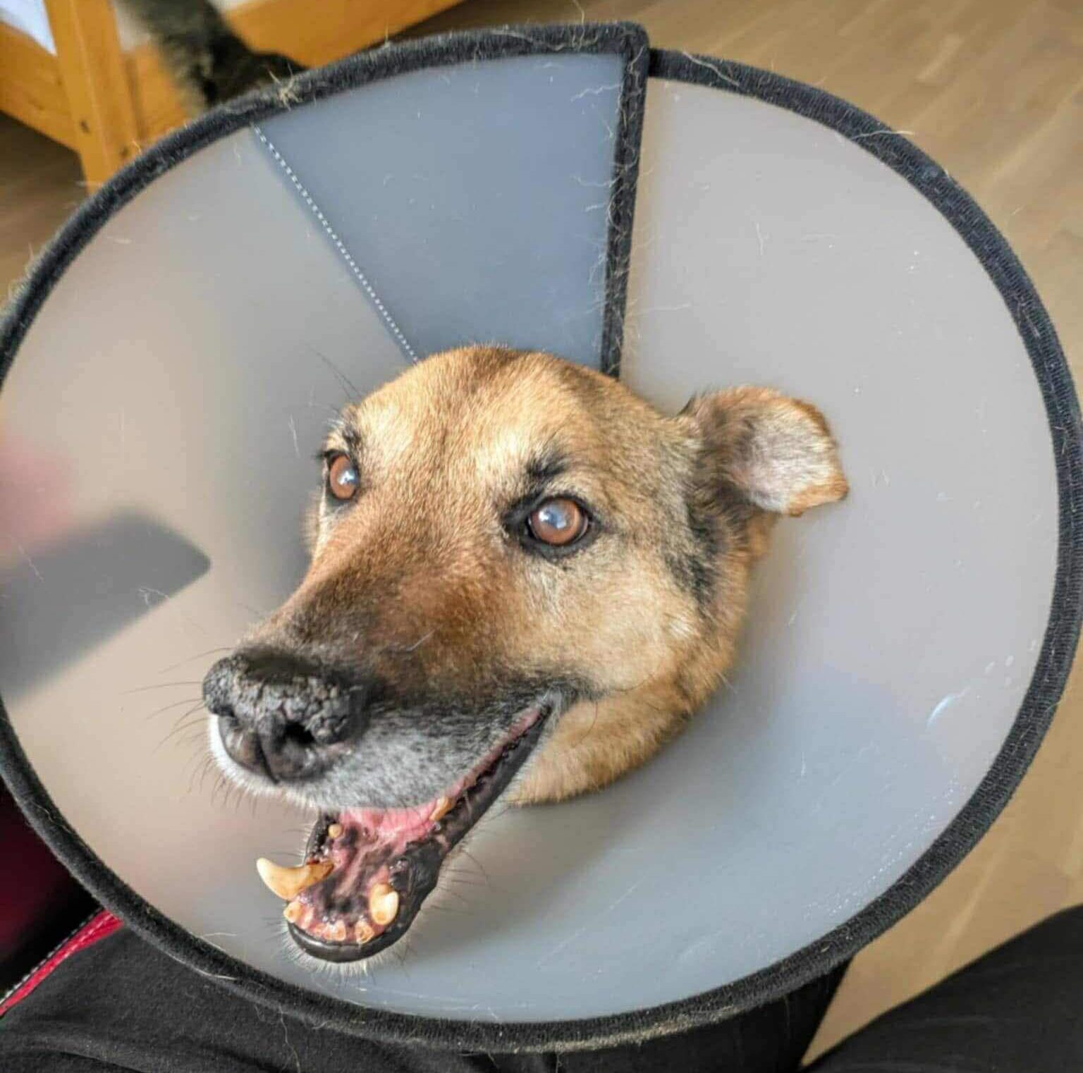 Adopt dog from Ukraine: Buddy’s New Life Begins