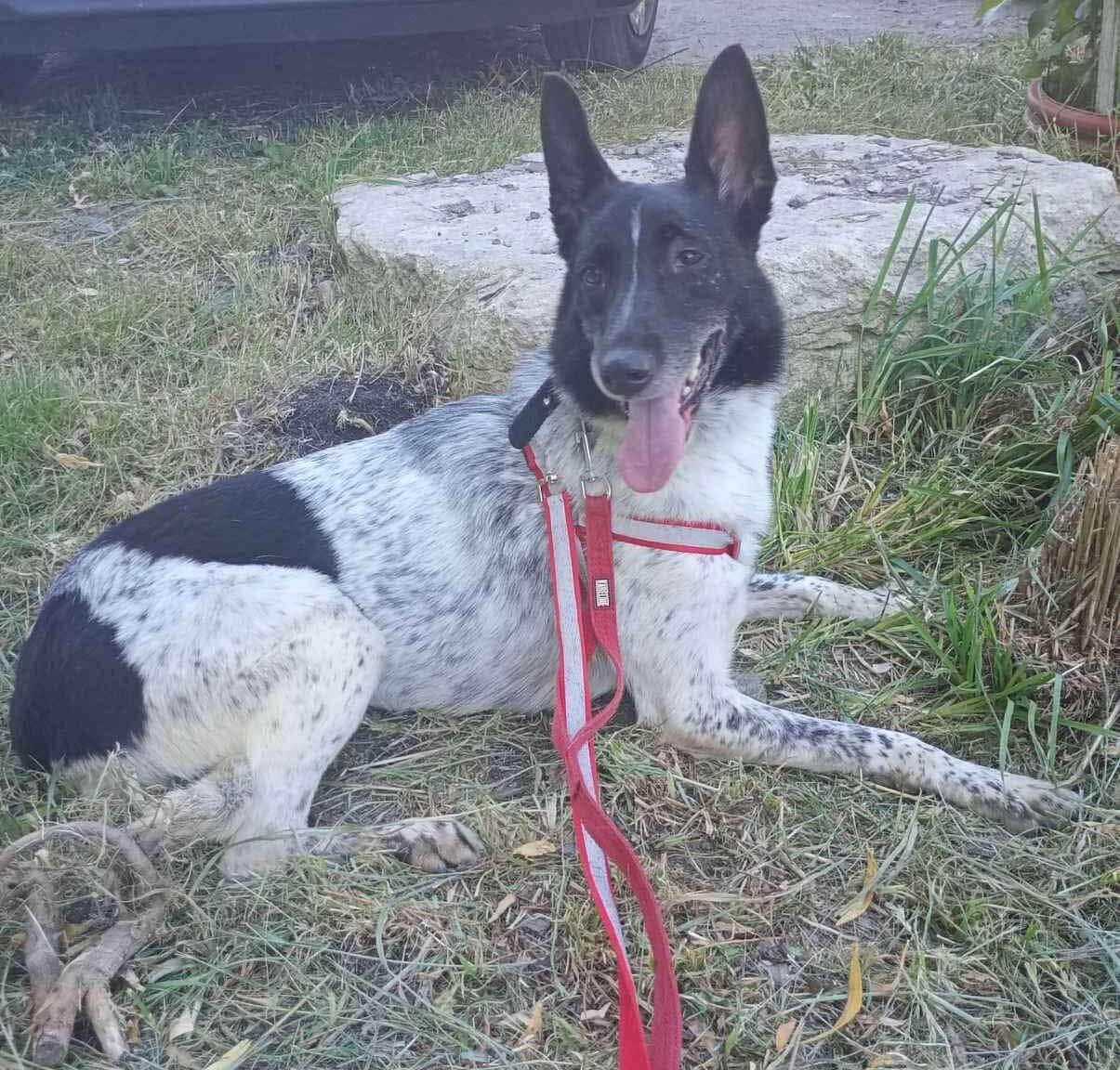 Rescue dogs from Ukraine: Brenda’s Journey to Safety