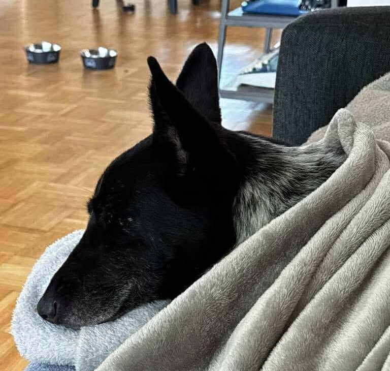 Adopting Ukrainian rescued dogs: Brenda’s Happy Ending