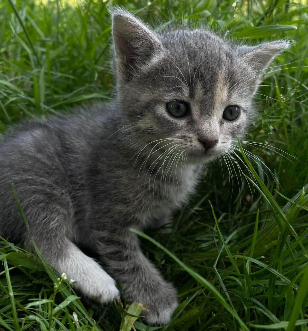Support Local Animal Rescuers Saving Lives in Ukraine