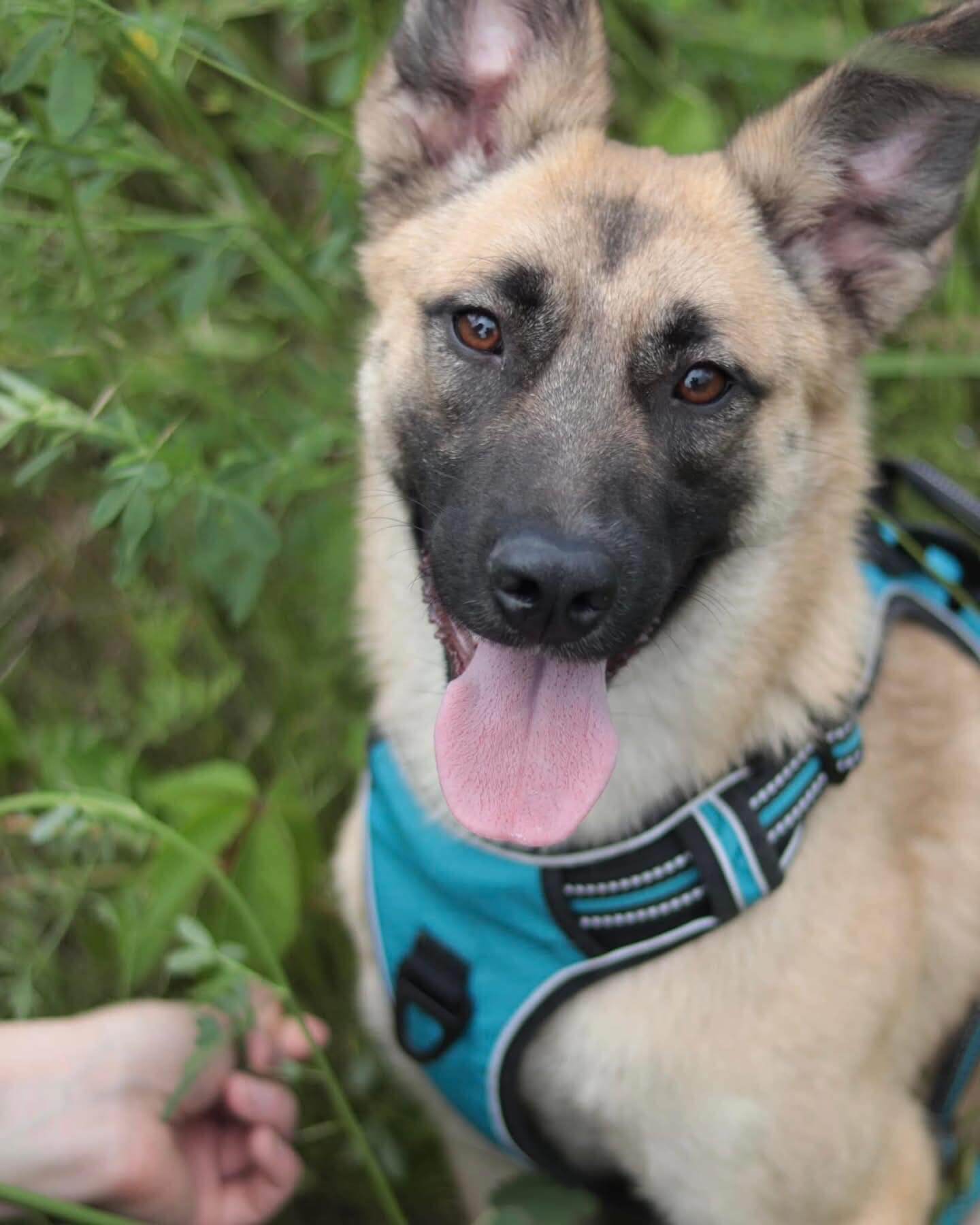 Adopt a street dog: Meet Ellie, Full of Life and Love