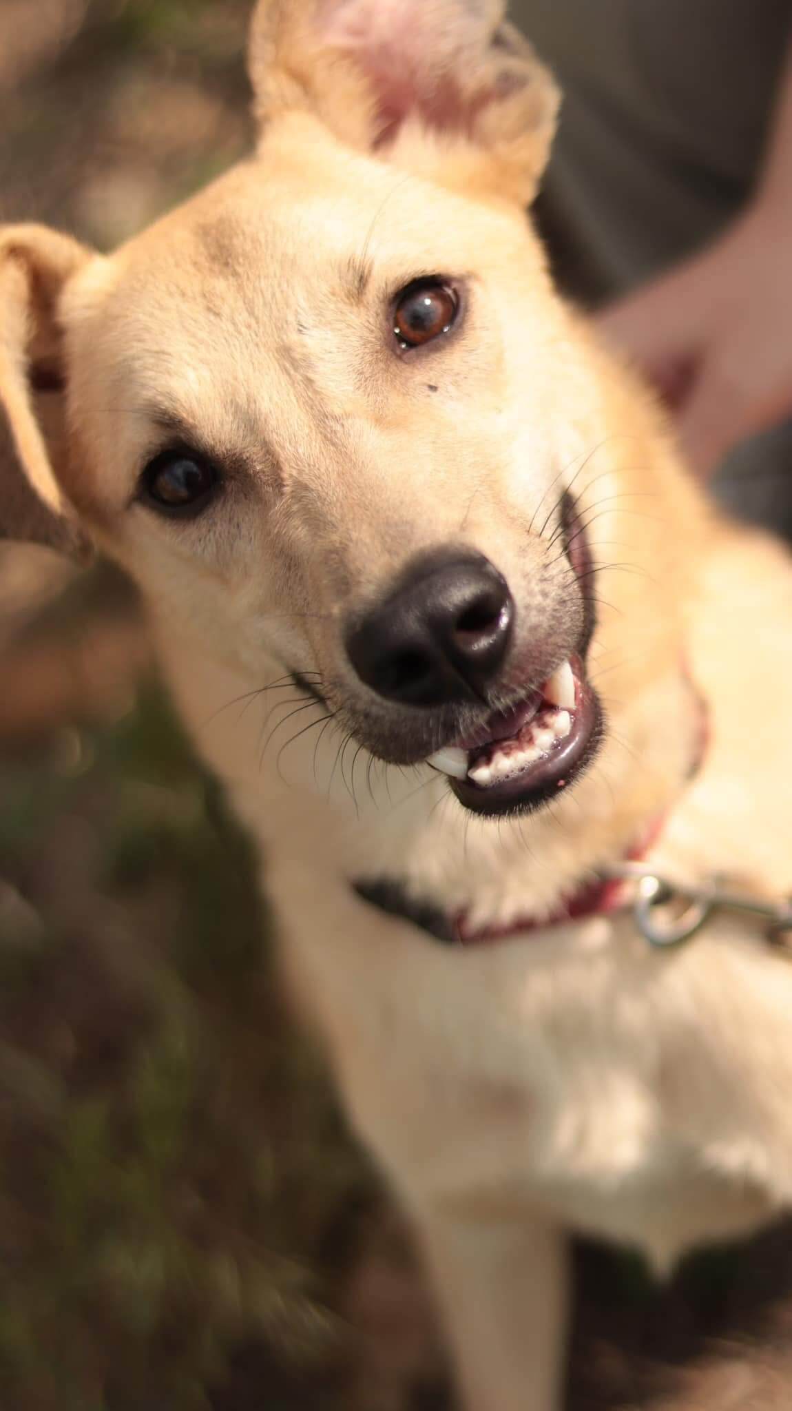 Adopt stray dog: Louis Deserves a Home Full of Love