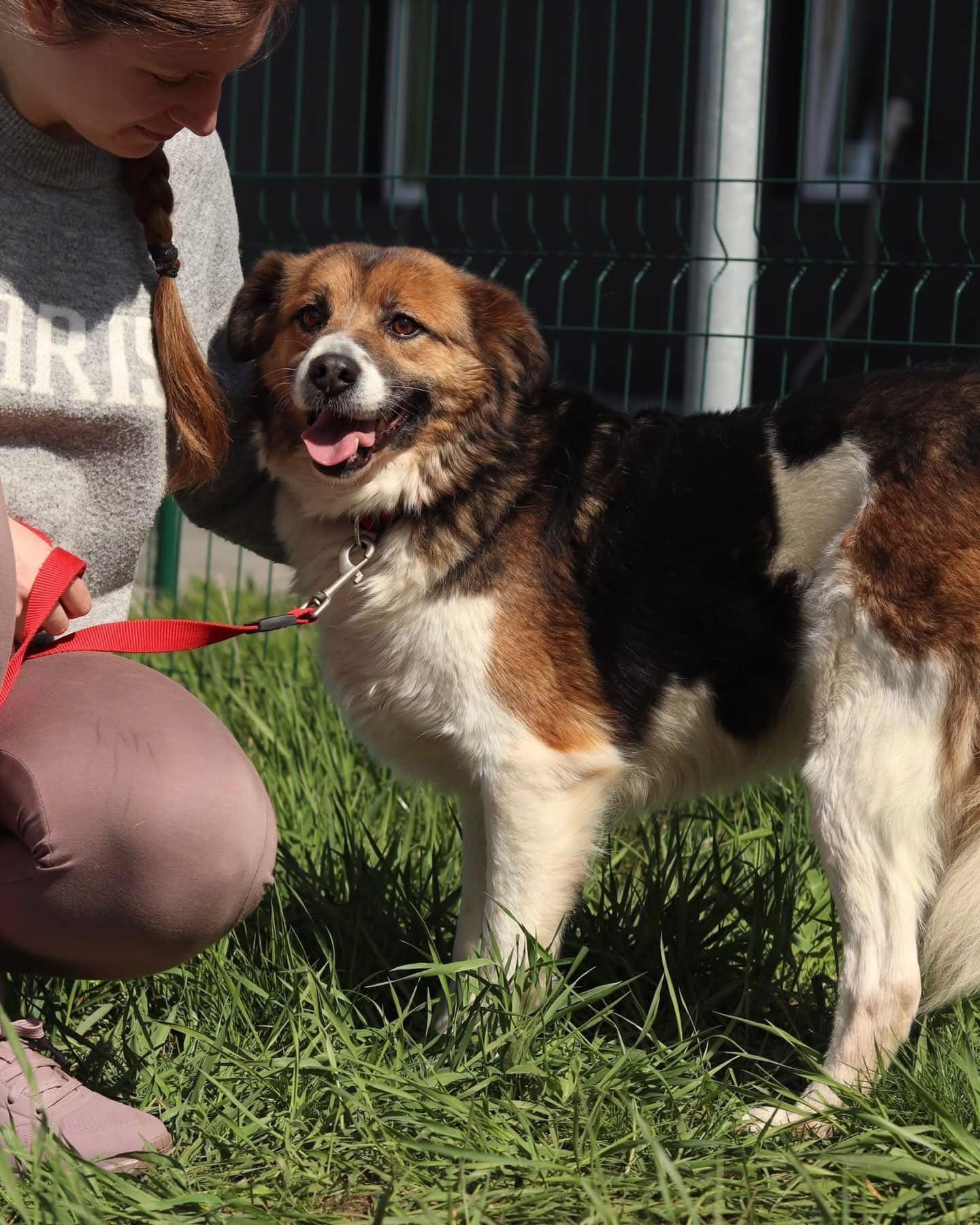 Rescue dogs from Ukraine: Come Walk with Us in Kyiv