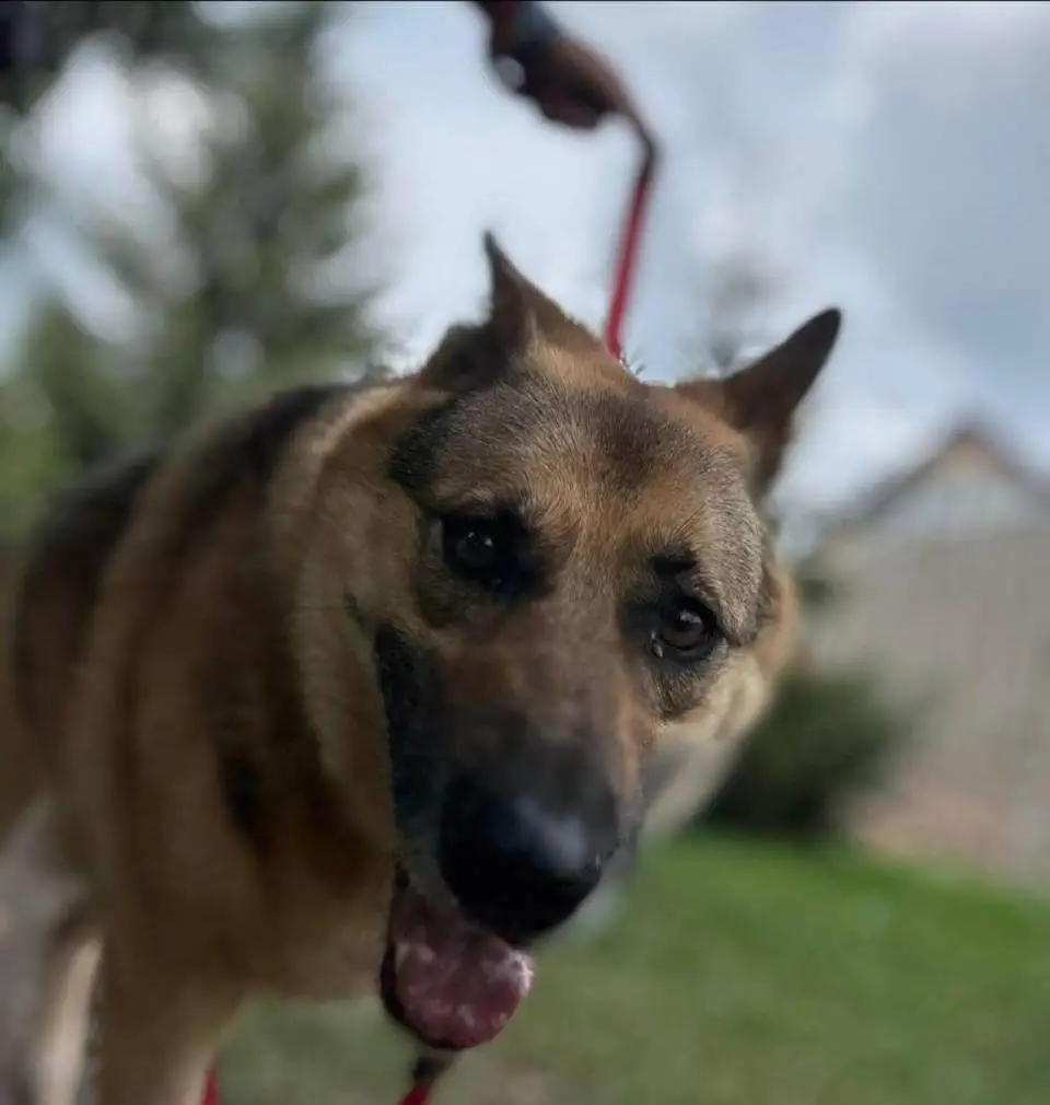 Rescue Dogs from Ukraine: A Volunteer’s First Day