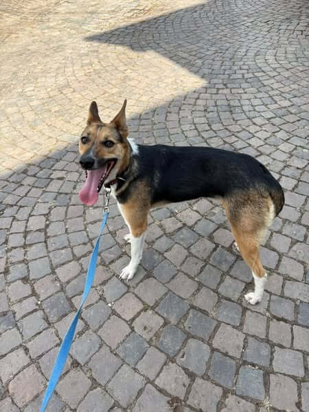 Adopt a Dog from Ukraine: Dashka’s Journey Begins