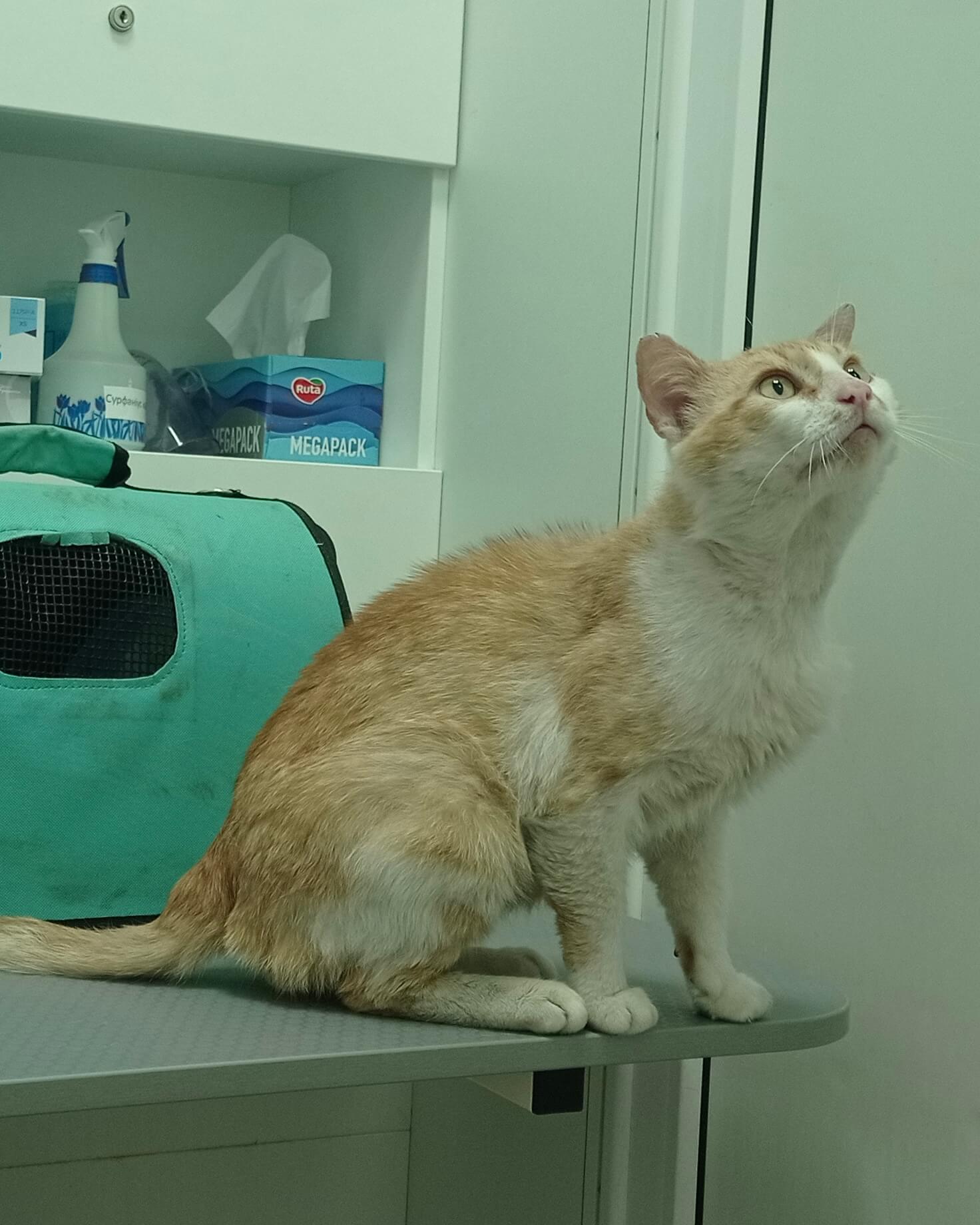 Rescue Street Cats: Rambo’s Fight for a New Life