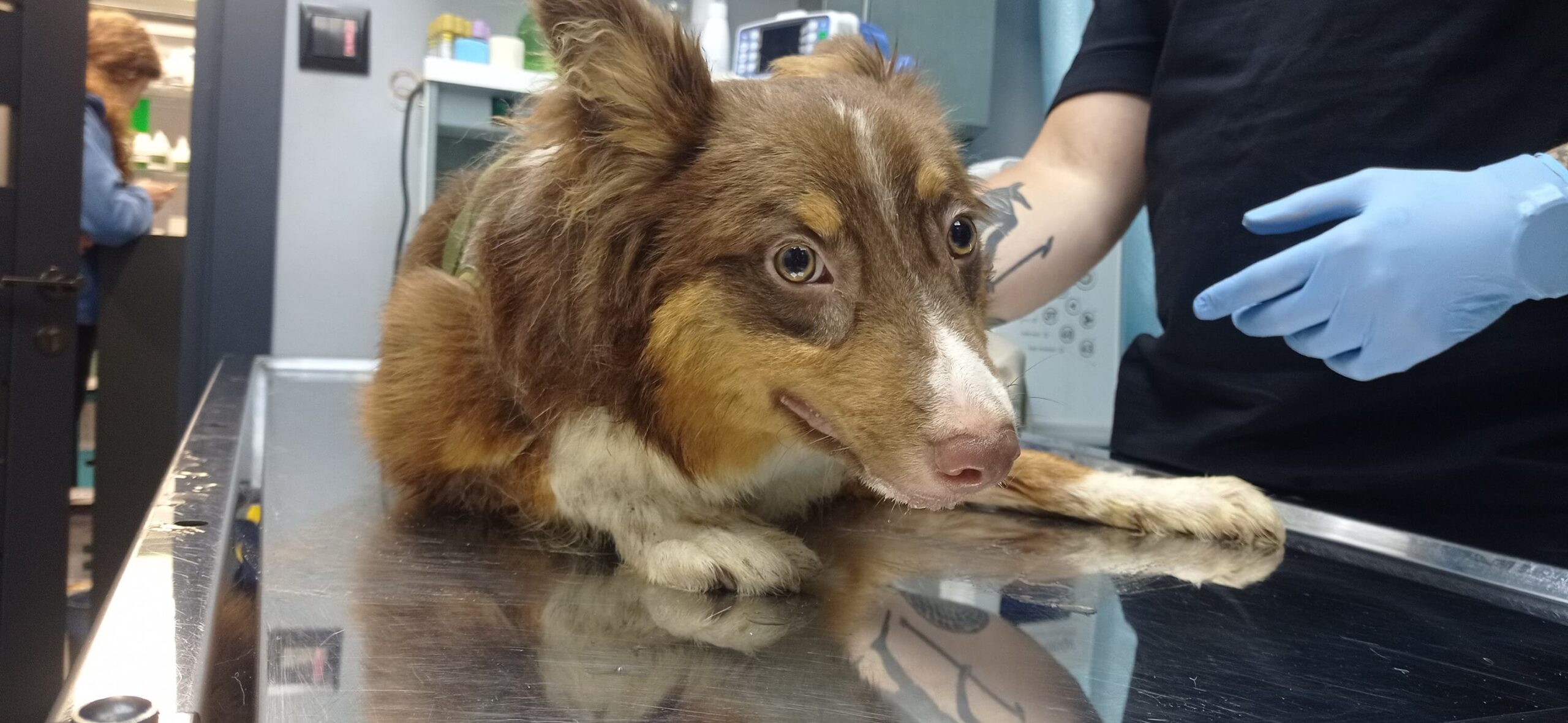 Help Animals from Ukraine: Frodo Needs Surgery