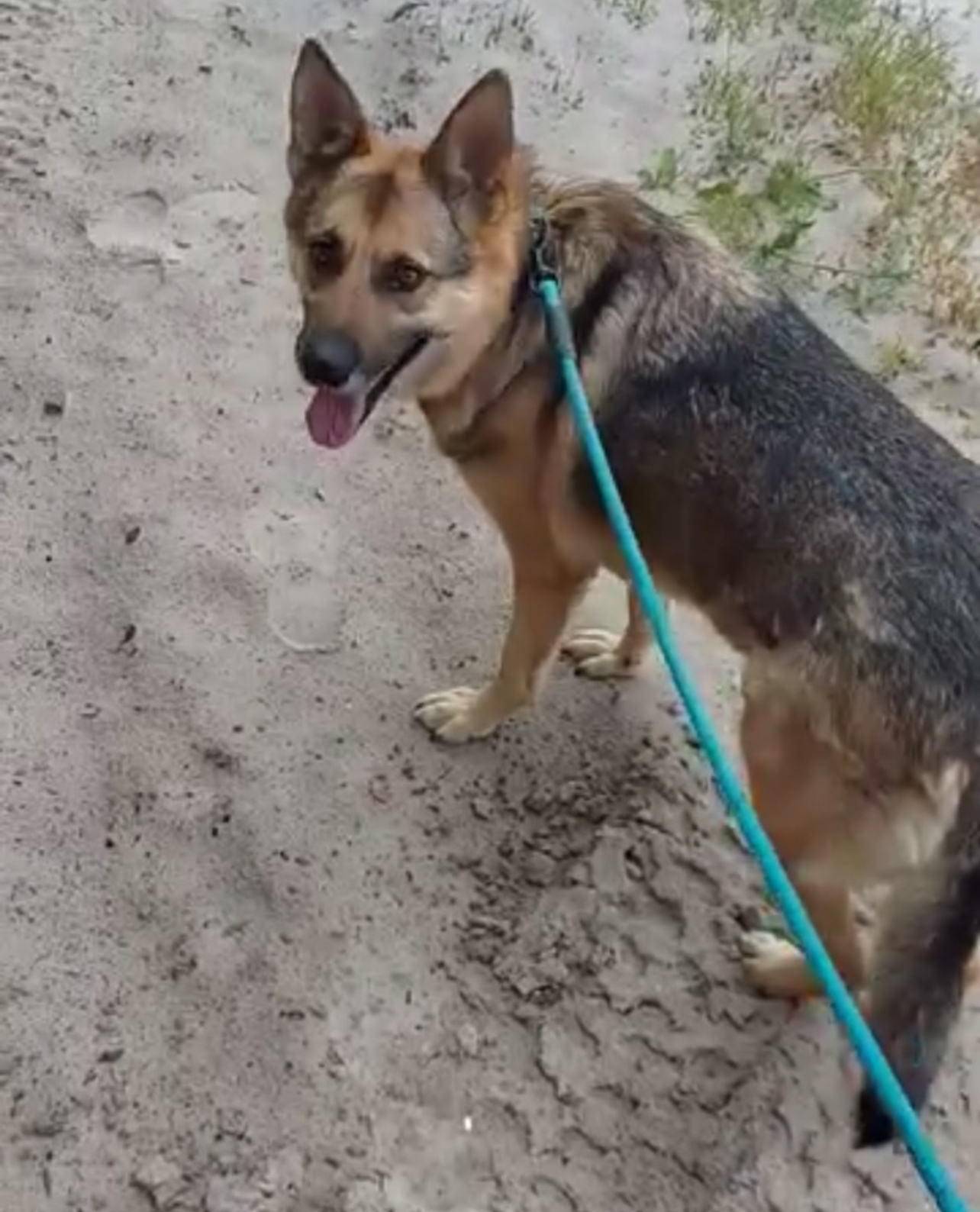 Rescue Dogs from Ukraine Enjoy a Special Walk