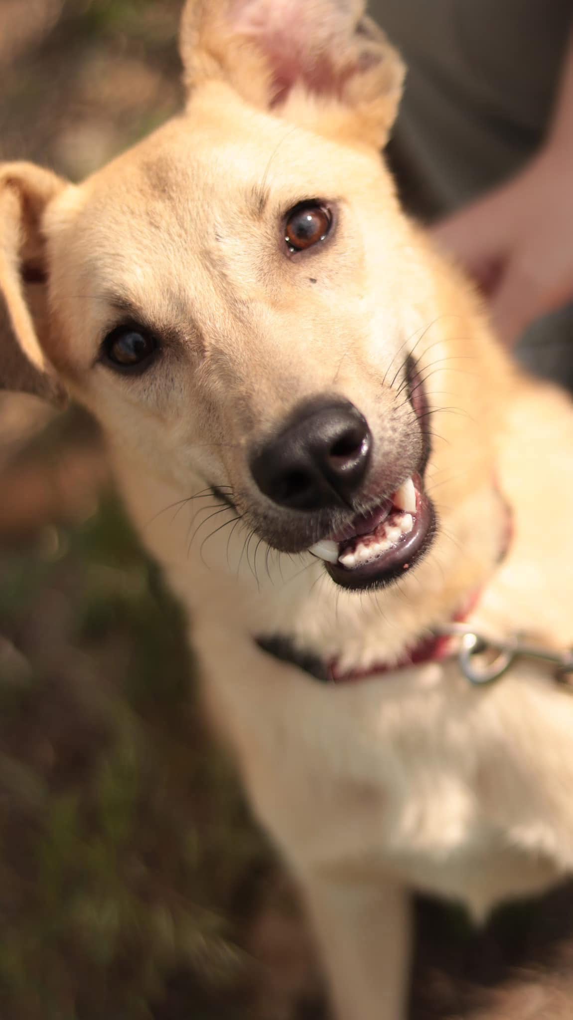 Louis's Second Chance: Rescue Dogs from Ukraine