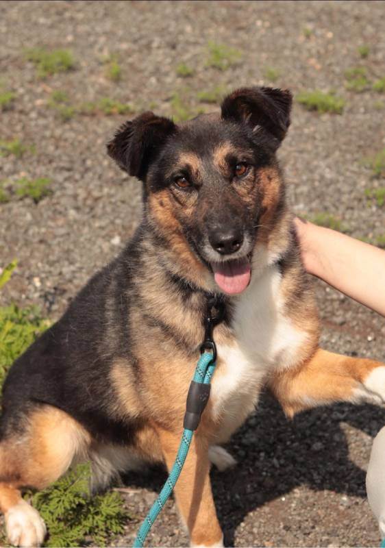 Meet Zoja: Adopt a Dog from Ukraine and Change a Life