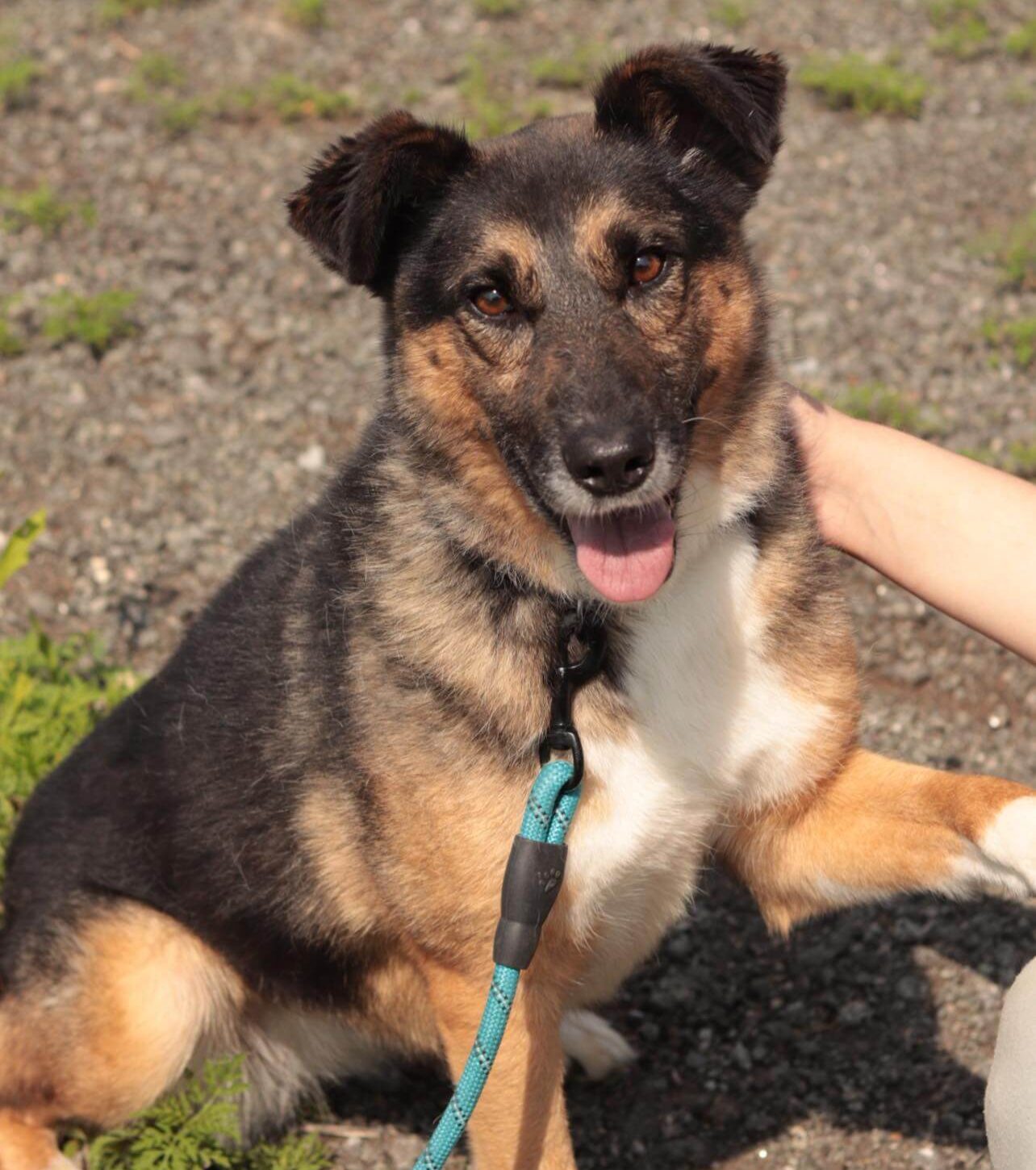 Adopt Dog from Ukraine: Zoja Needs a Loving Family