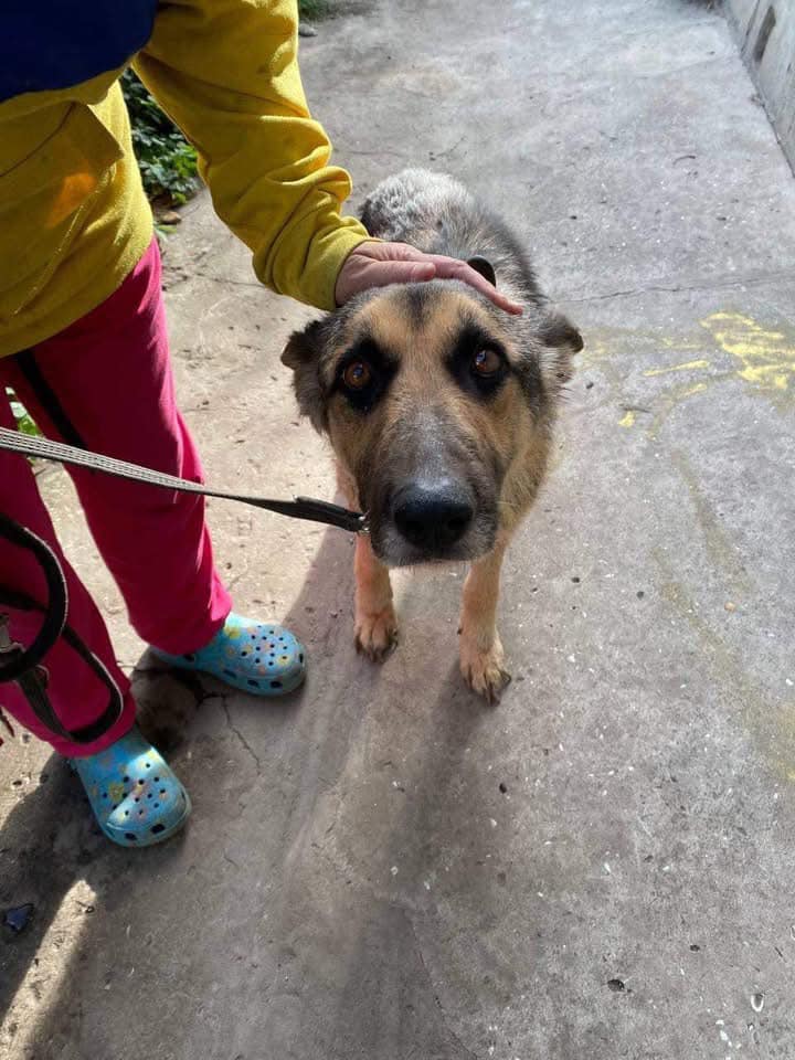Urgent: Help Feed Rescued Animals from Ukraine Today