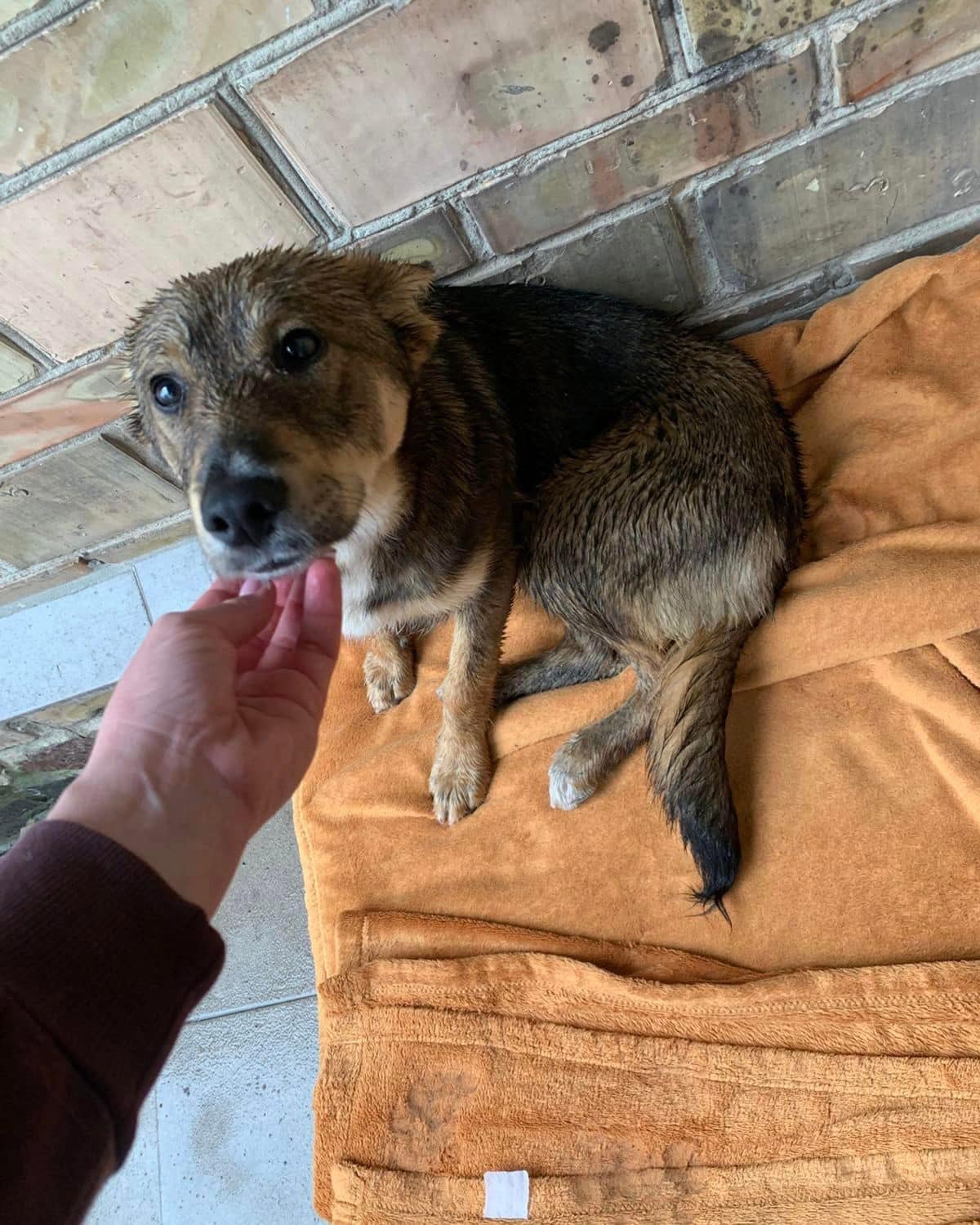 Save starving animals from Ukraine: urgent food appeal