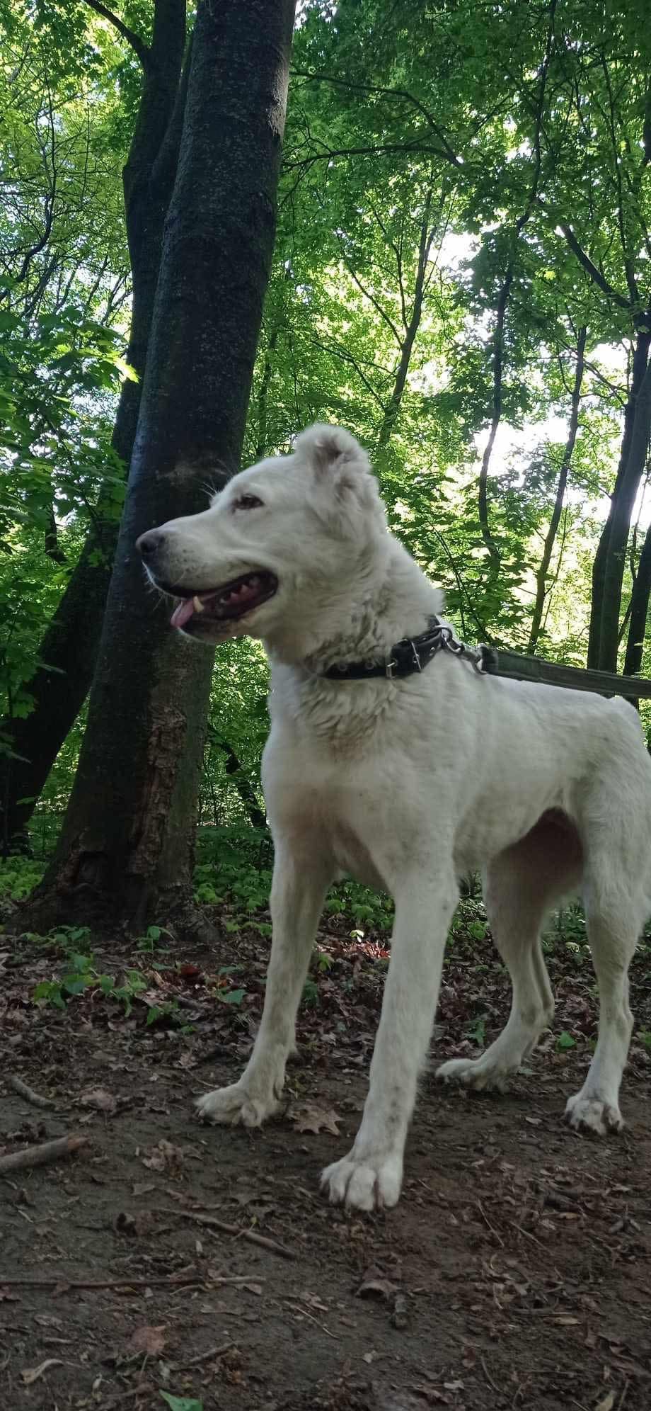 Sponsor a traumatized rescue dog: Terra needs you