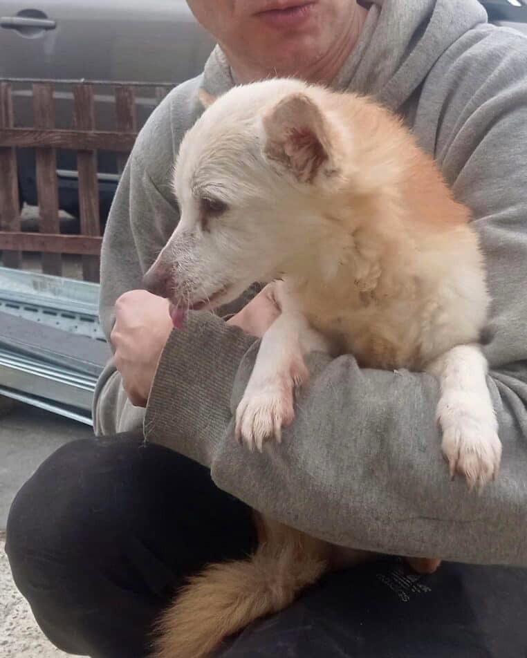 Rescue Street Dogs: Meet Kraken, the Brave Survivor Seeking a Sponsor