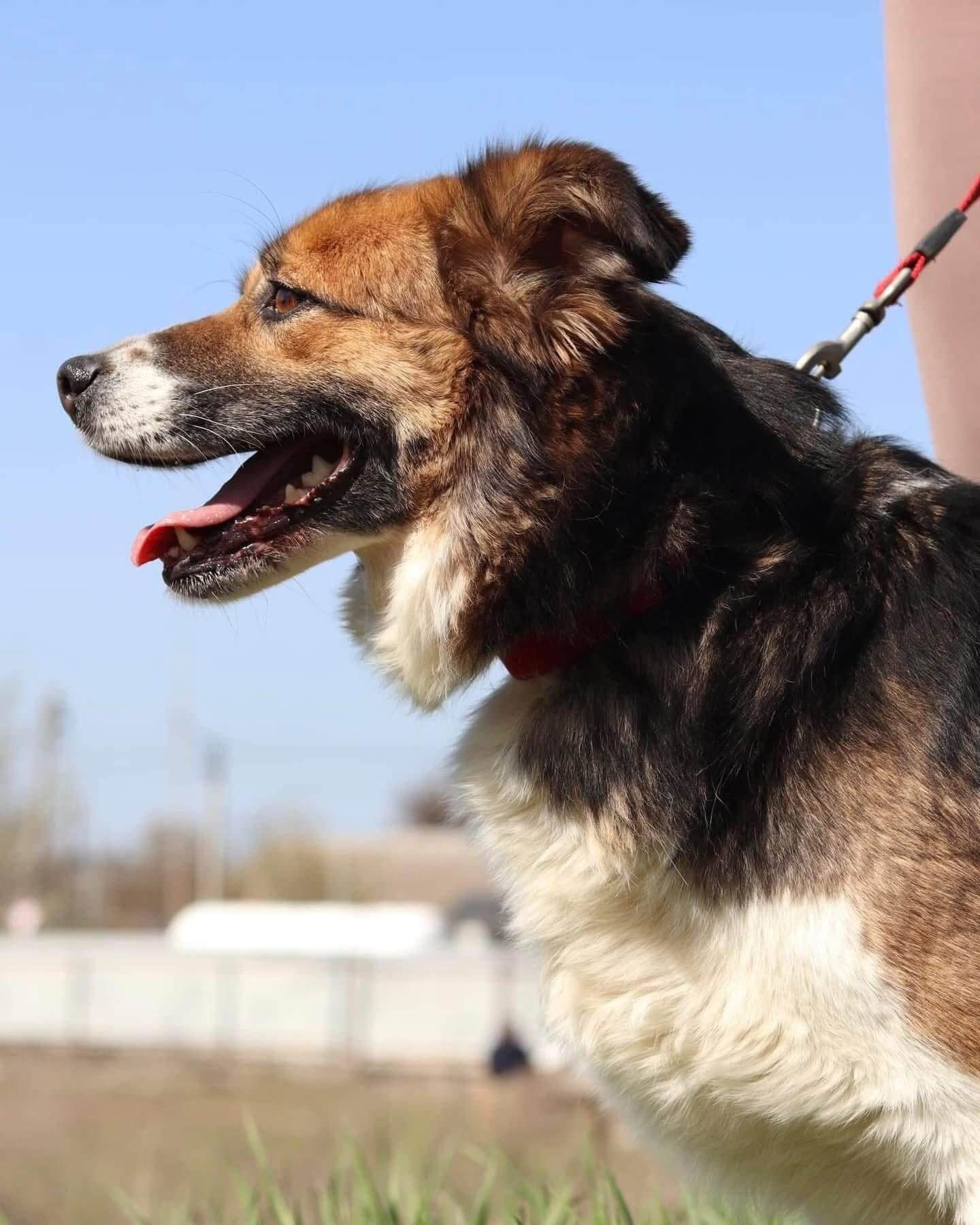 Street Dogs for Adoption: Meet Dakota, the Quiet Companion