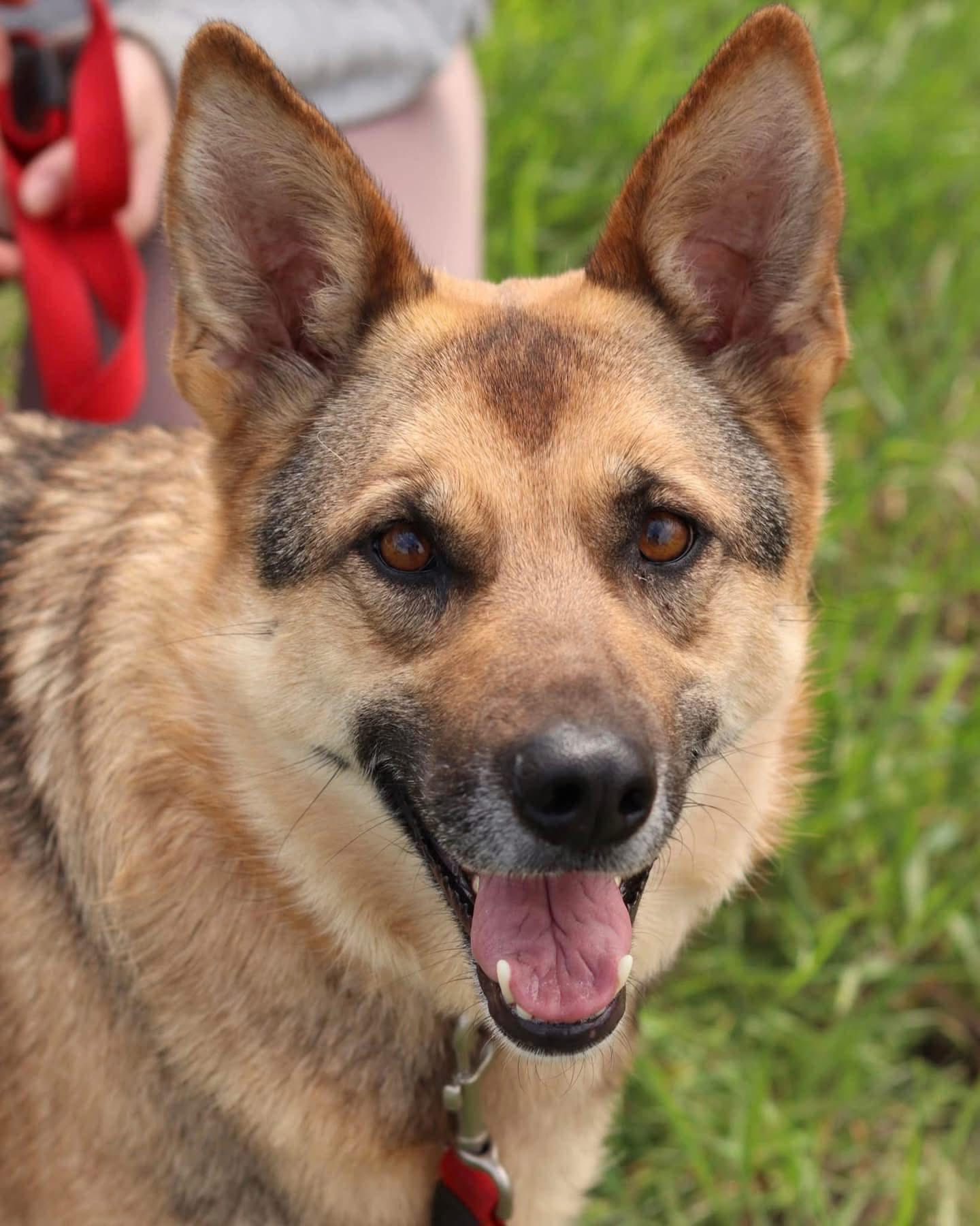 Adopt a Street Dog: Meet Gerda, the Lively Shepherd Mix