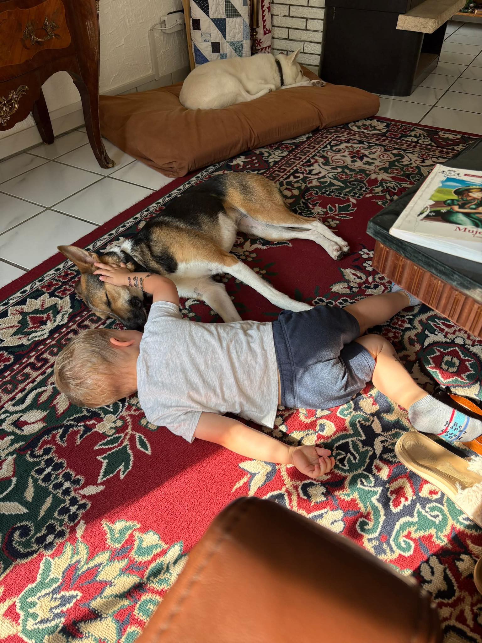 Rescue Street Dogs: Dashka’s Journey to a Forever Home