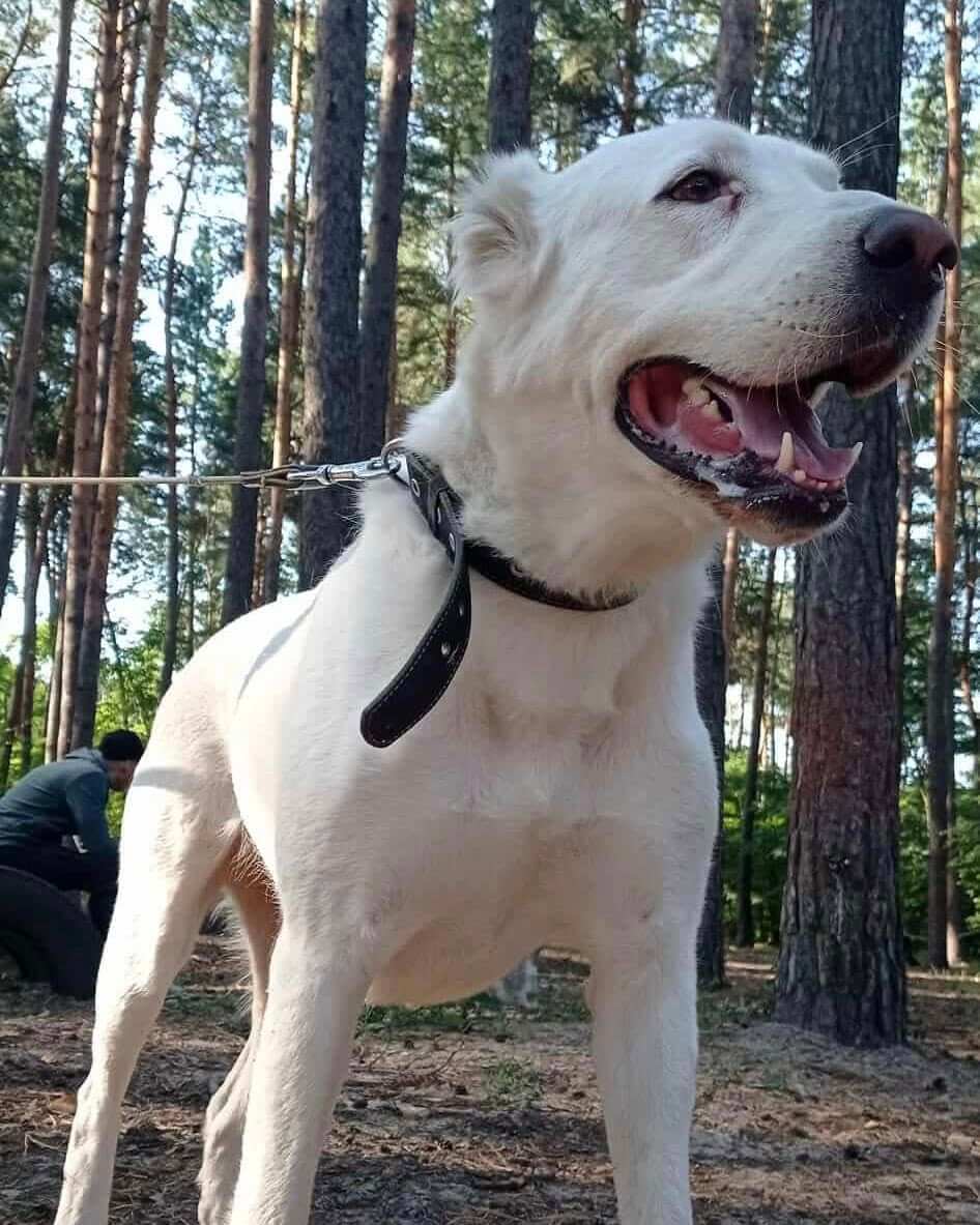 Transform Dog: Help Terra Heal and Find Hope