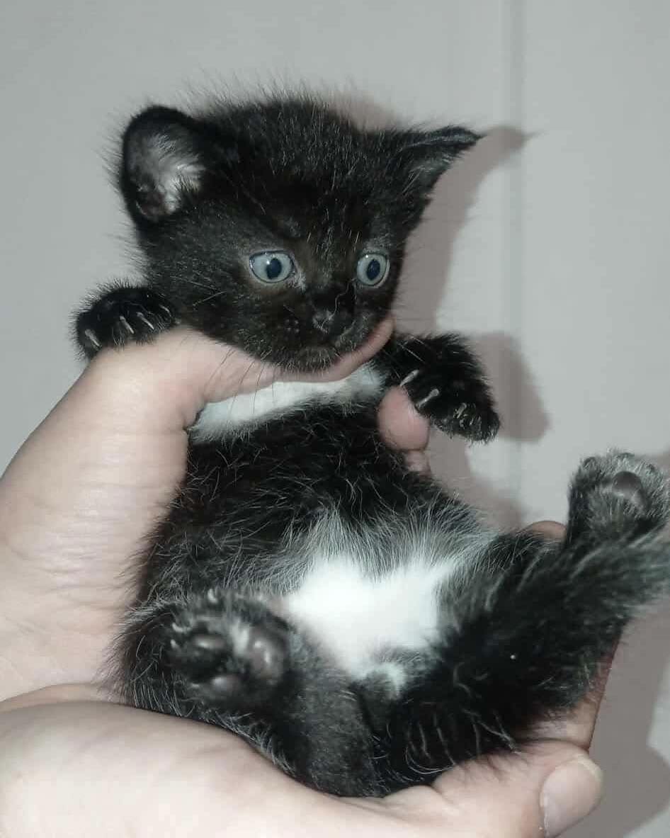 Saving Naomi & Her Kittens – Helping Animals Survive