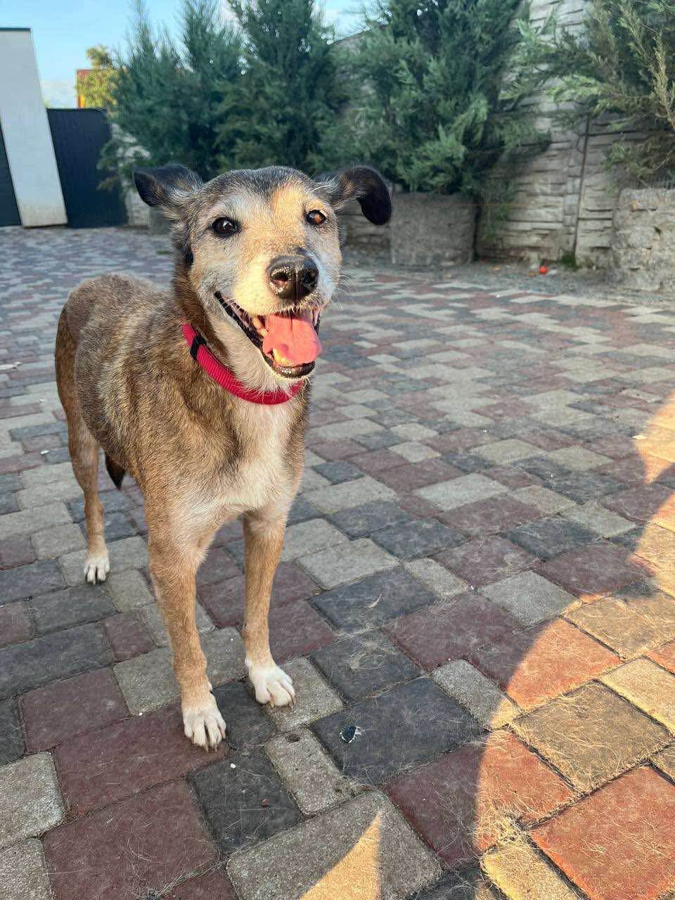 Helping Animals: Meet Chico, a Gentle Senior Dog