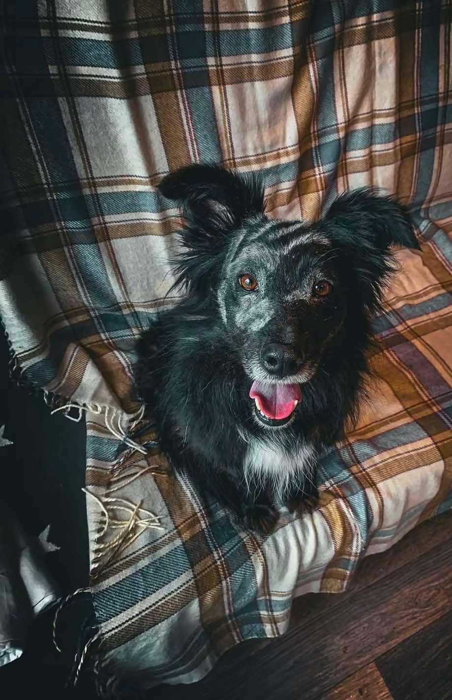 Help Blanca Find Love and a Forever Home