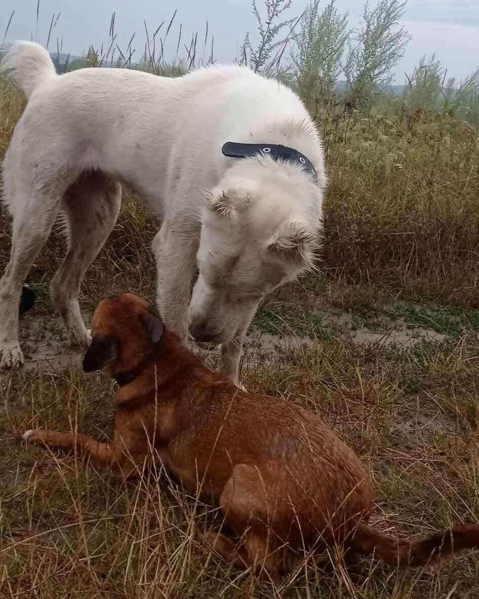 Helping Animals Like Terra: Give Her a Chance at Peace