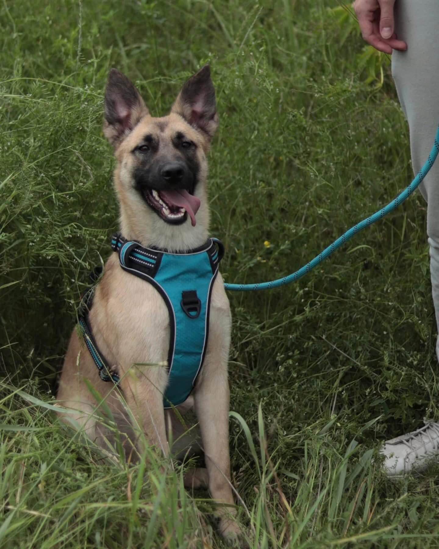 Ellie – Lively Rescue Pup Seeking an Active Forever Home