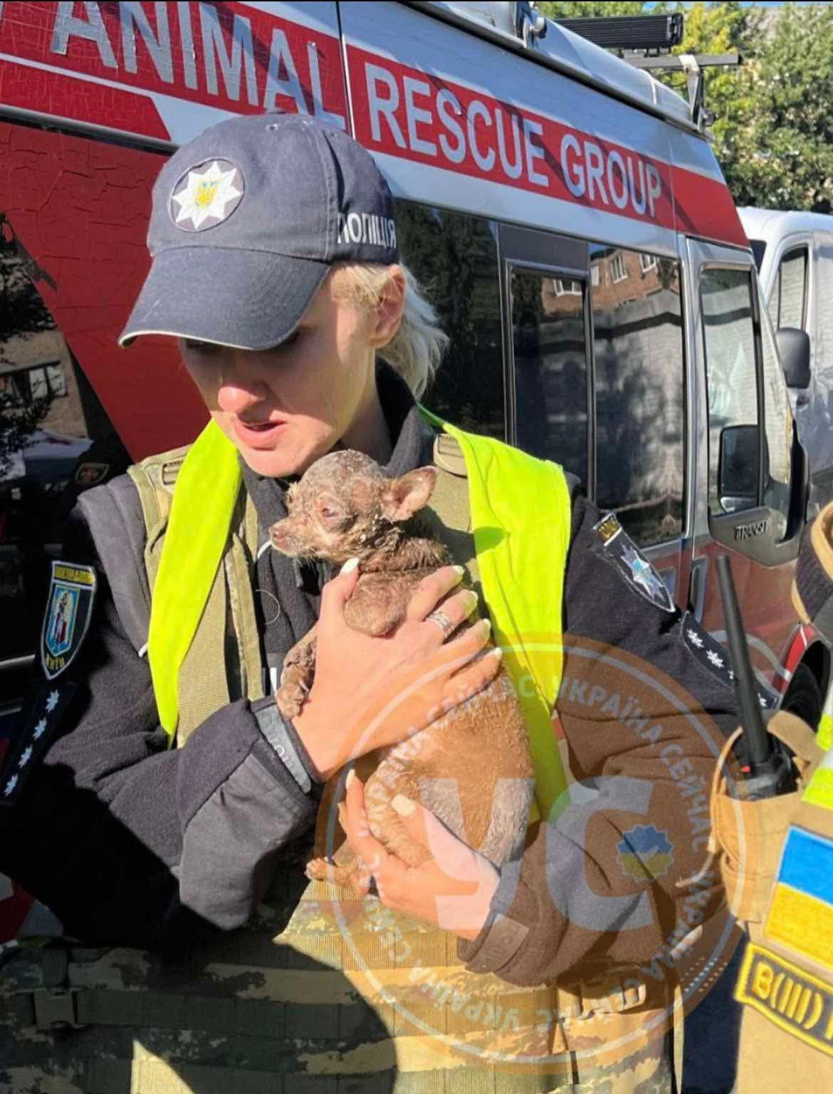 Dog Jessie Seeks Owner After Kyiv Missile Strike