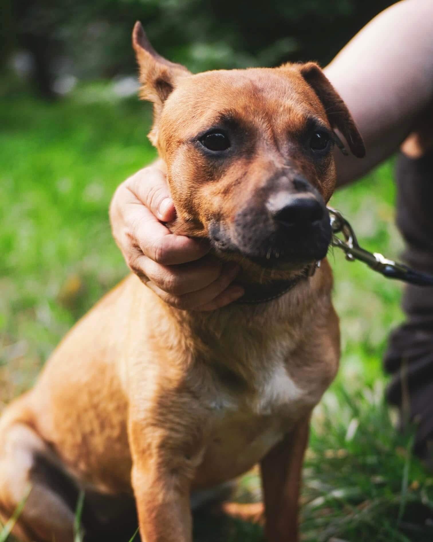 Playful Survivor Kleo Dreams of a Loving Forever Home