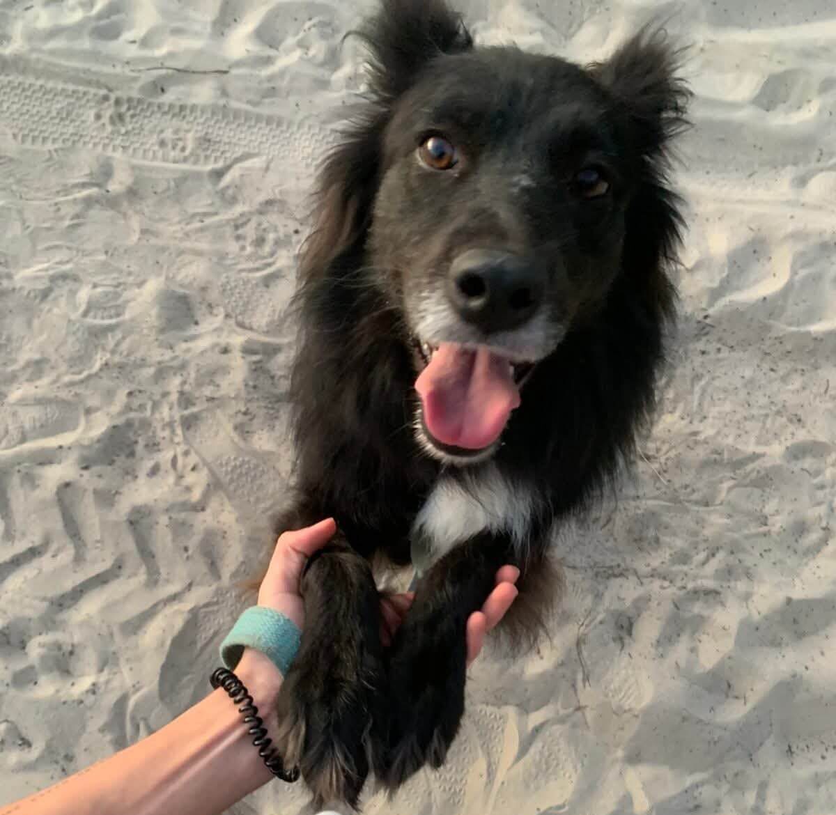 Blanca Dreams of a Forever Home — The Perfect Family Dog