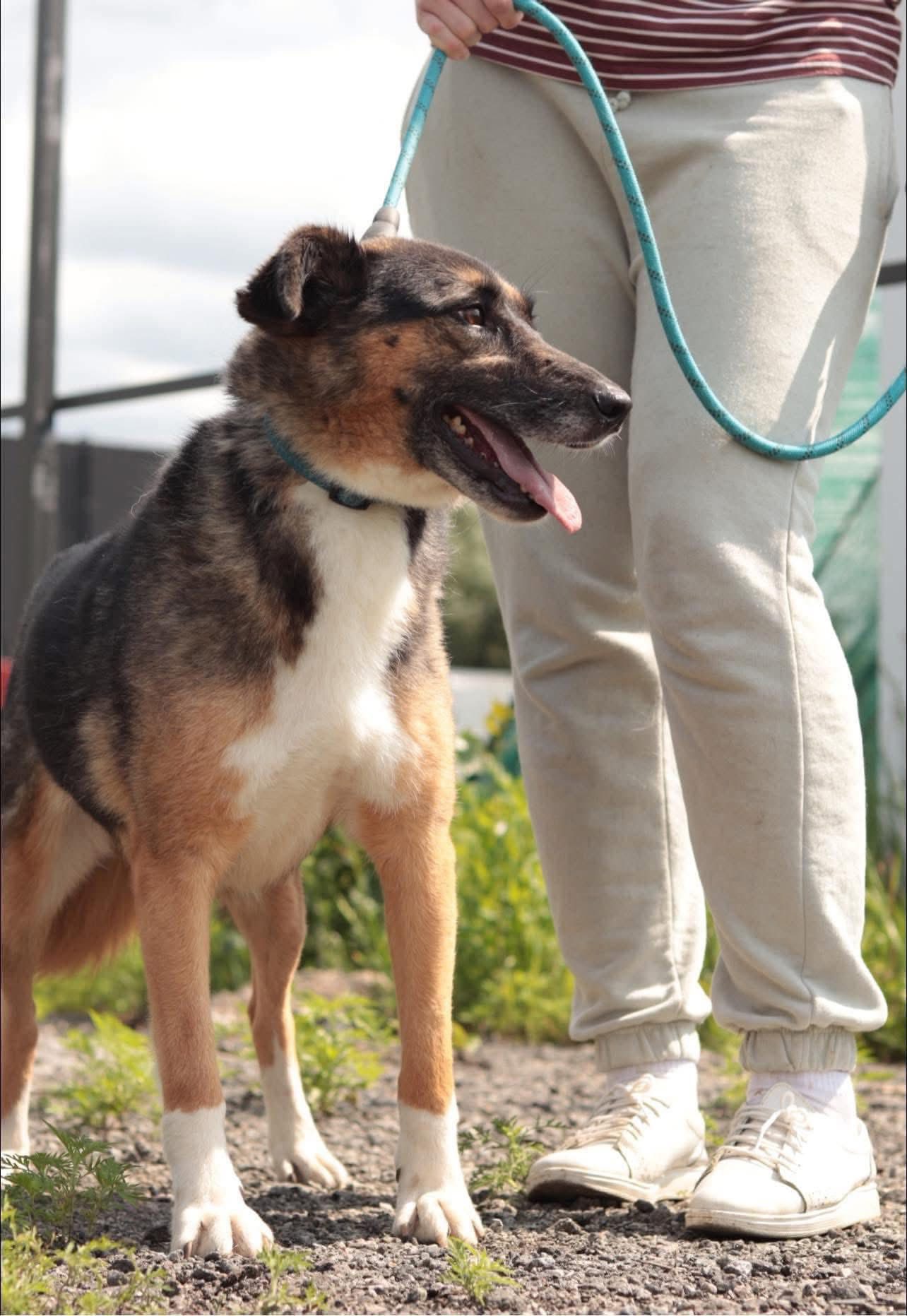 Zoja – Brave Survivor Seeking Her Forever Home