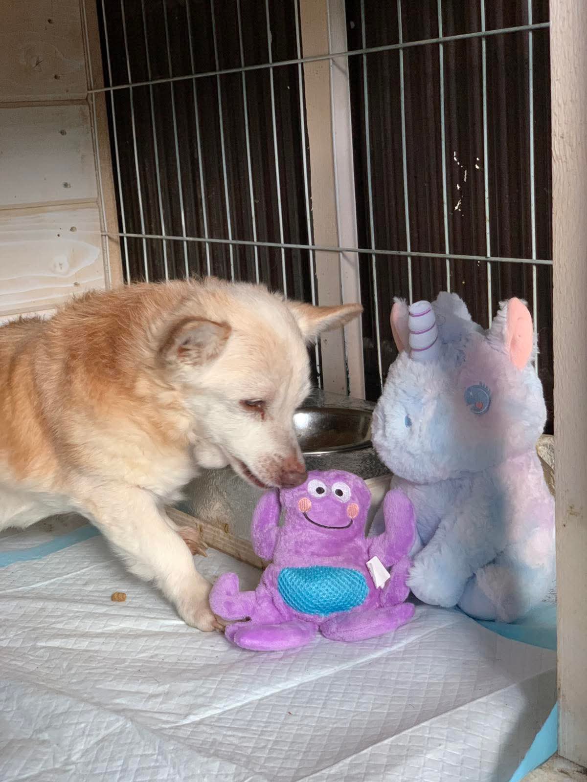 Sponsor Kraken — Help a Rescued Dog From Ukraine
