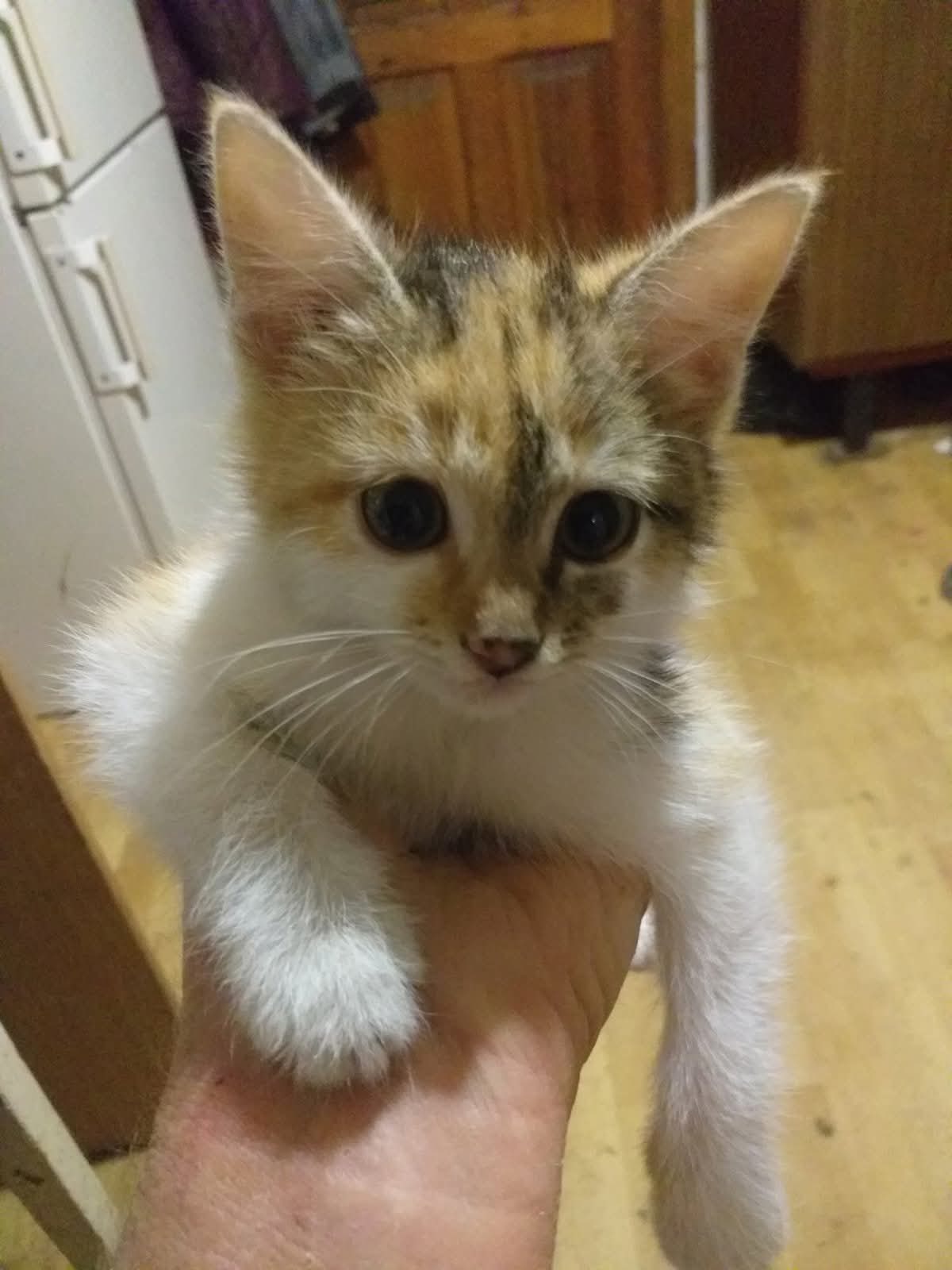 Help Sveta Save Homeless Cats in Sukholesy