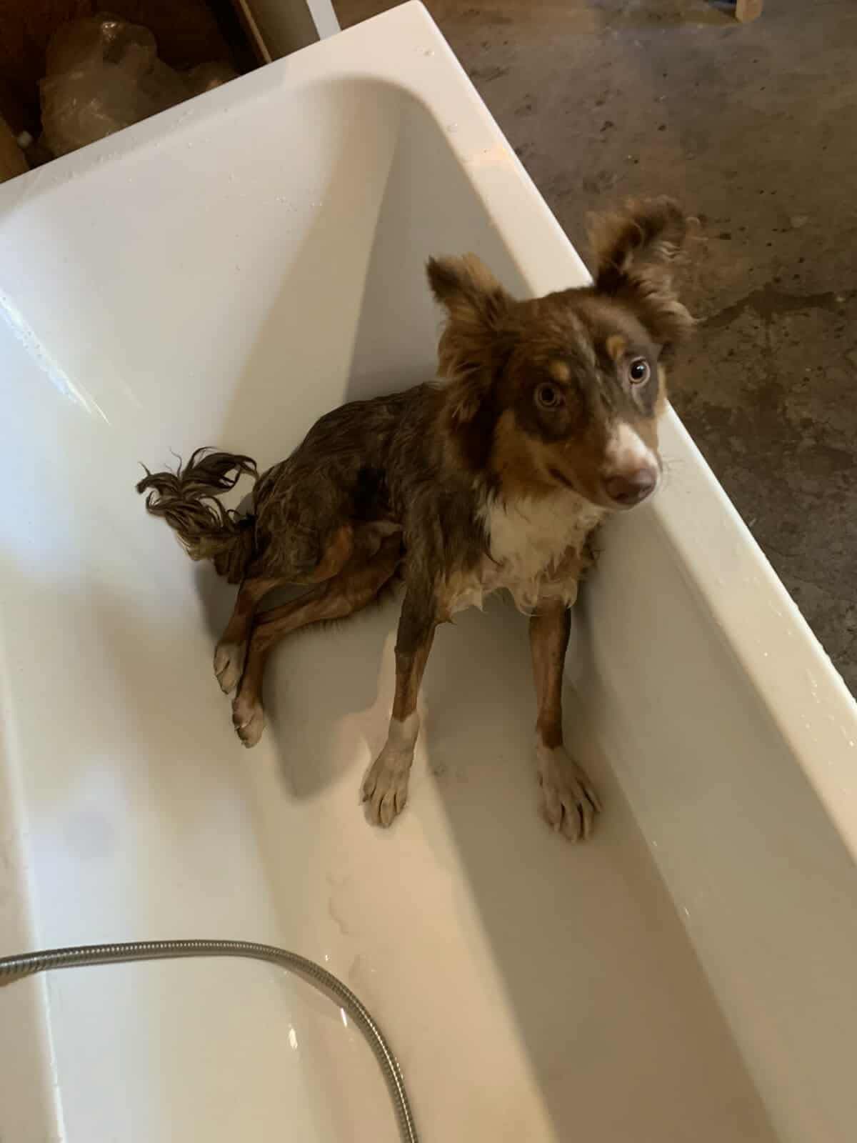 Frodo’s Spa Day: Fresh, Fluffy, and Fabulous!