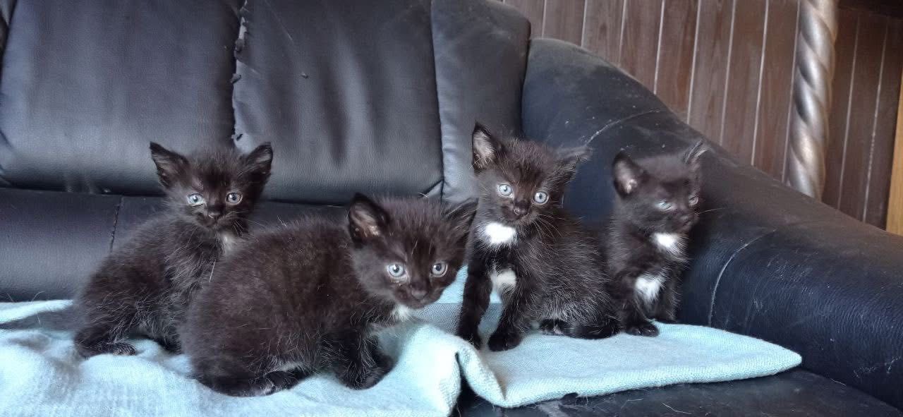 Naomi’s Kittens Saved — Help Our Shelter Survive