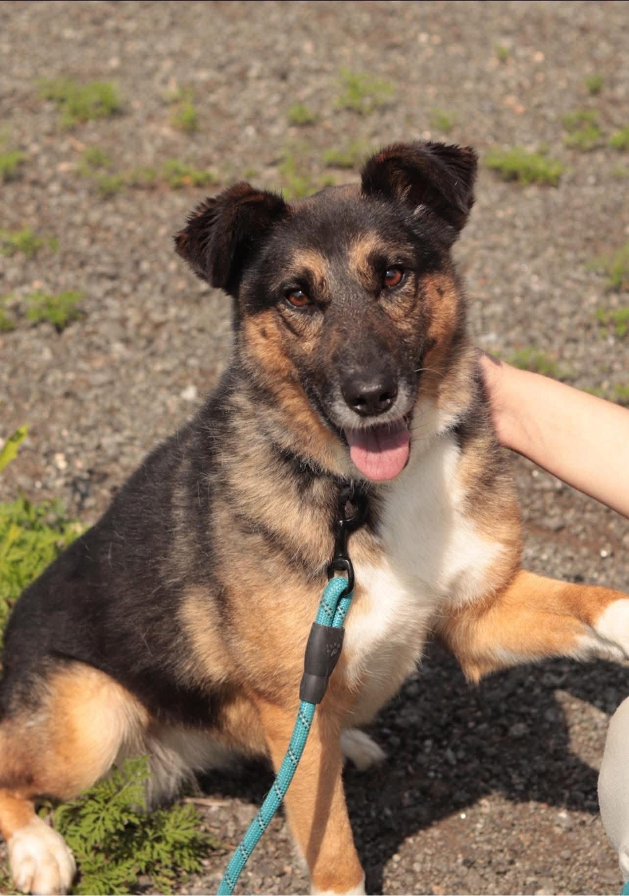 Zoja’s Journey: Adopt a Dog from Ukraine Today