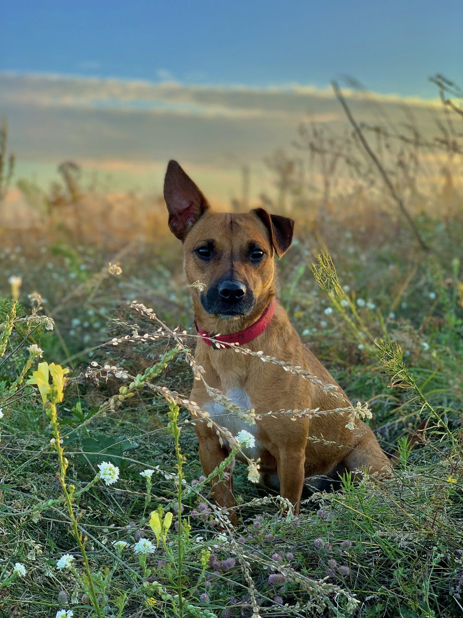 Tera & Klopa: Two Rescued Dogs Enjoy Freedom Together