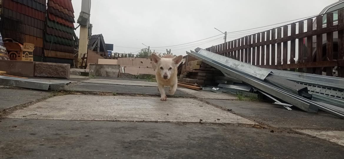 Help Us Build the Fence Our Dogs Desperately Need