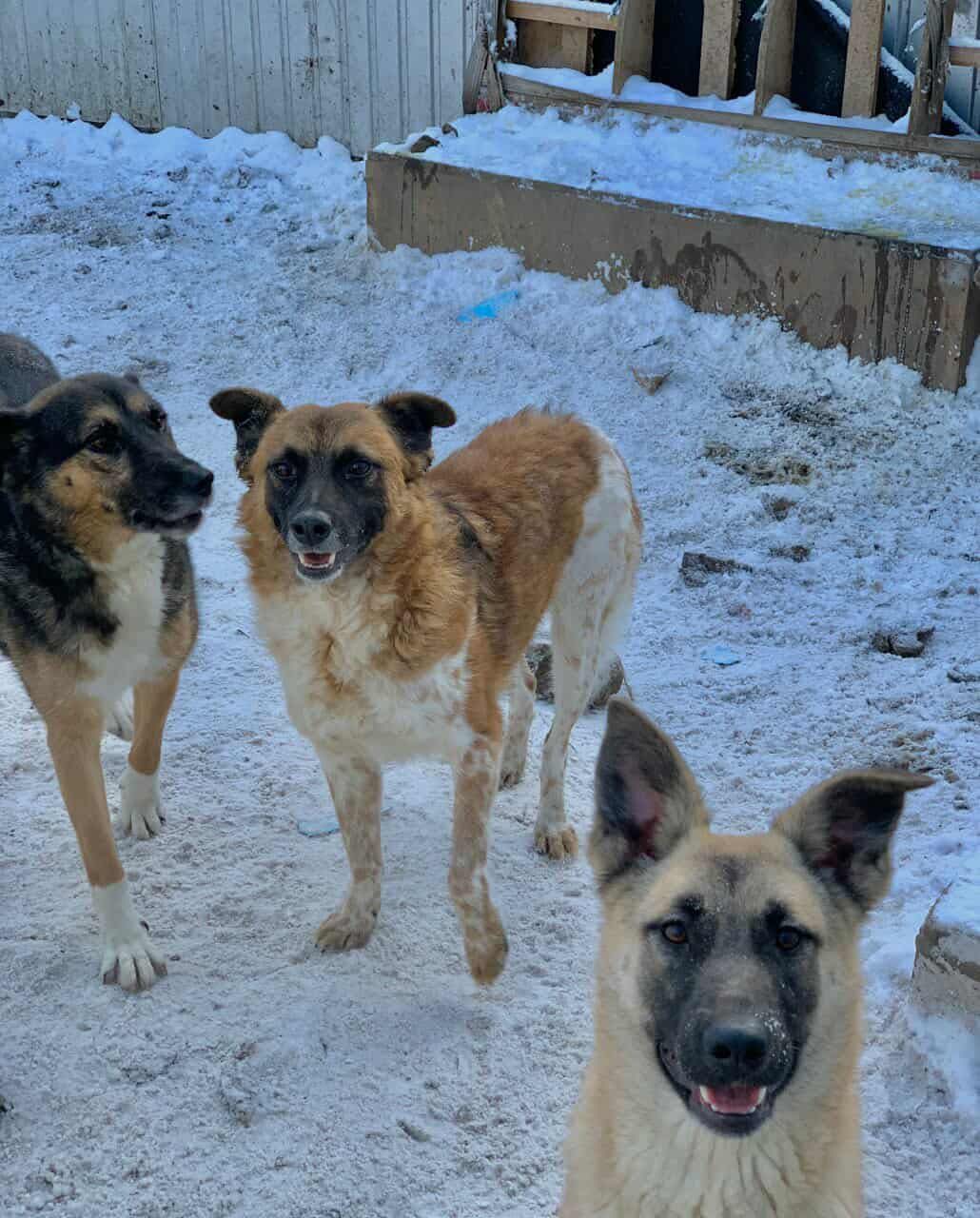 Help Us Feed the Dogs Who Survived the War