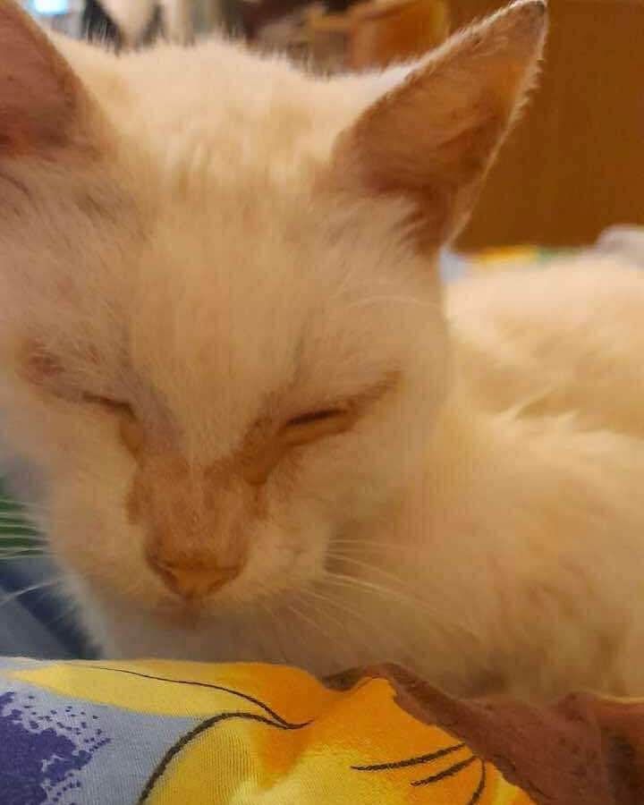 Help Sveta Protect the Animals Living Through War