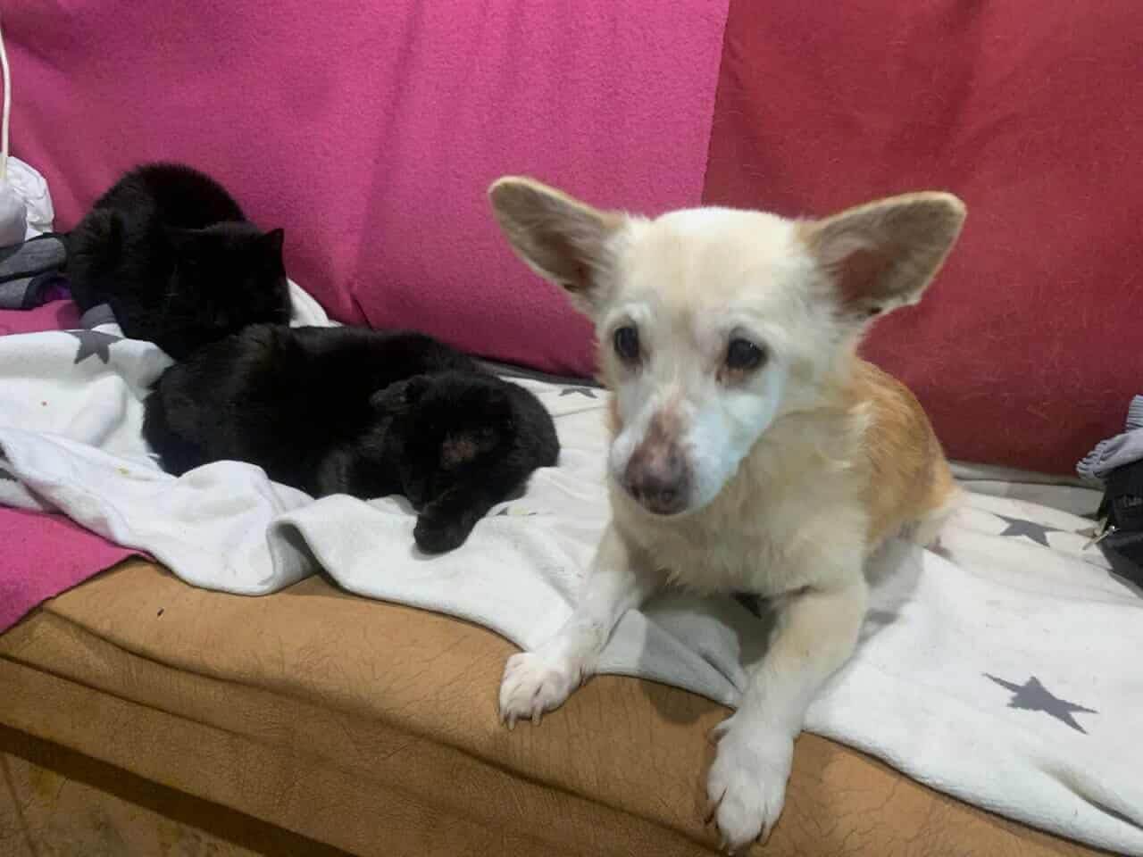 Help Us Feed the Dogs Who Survived the War 💛