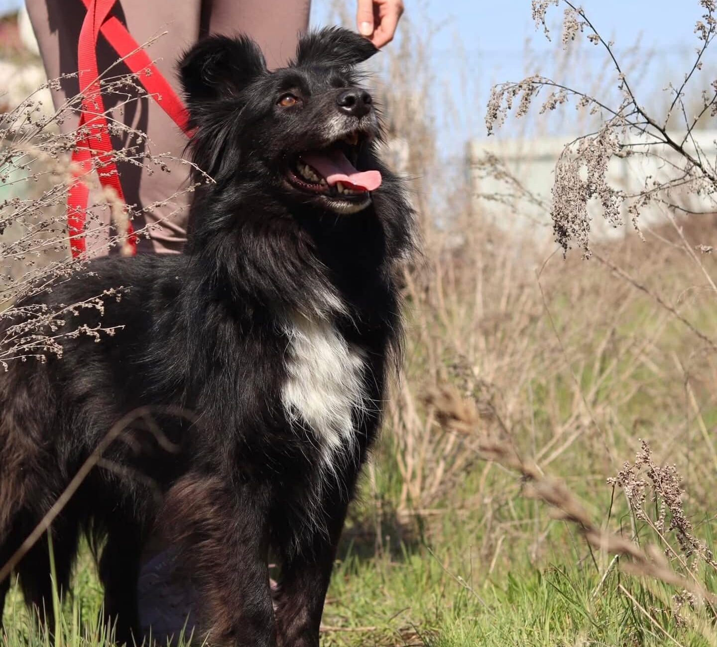 Help Ukrainian Dogs Reach Their Forever Homes