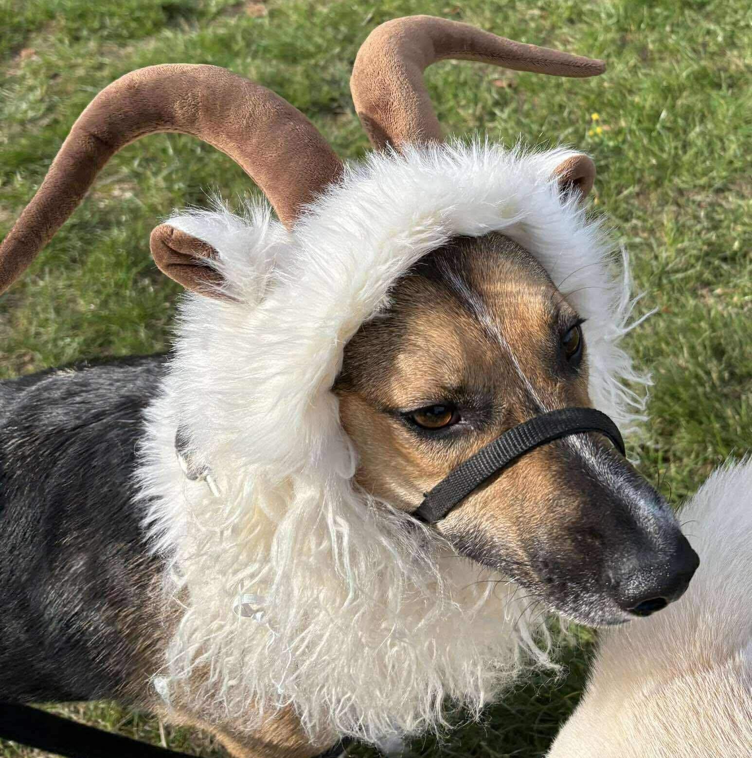 Dashka the Brave Seeks Her Forever Home