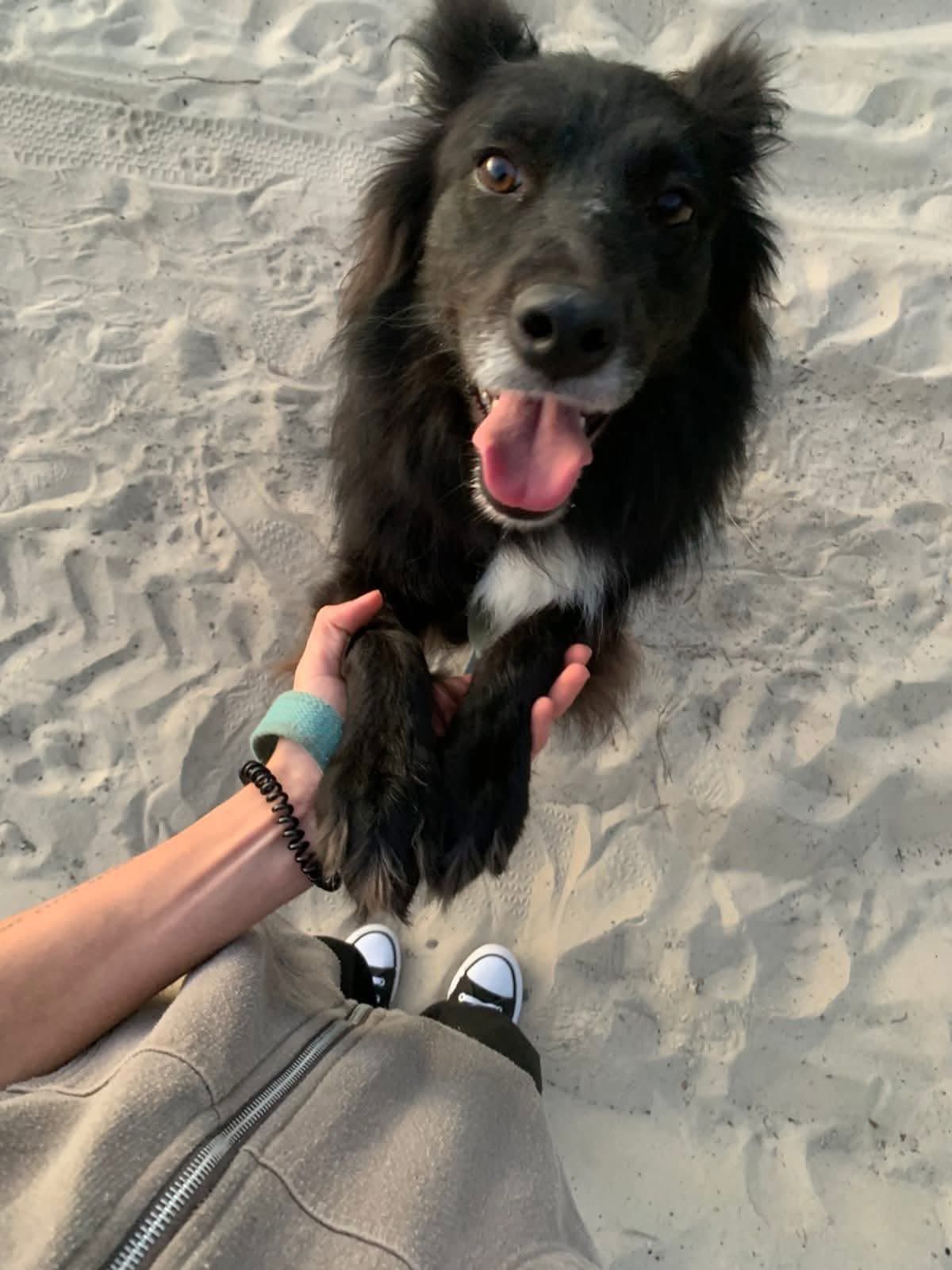 Help 5 Ukrainian Dogs Reach Their Forever Homes