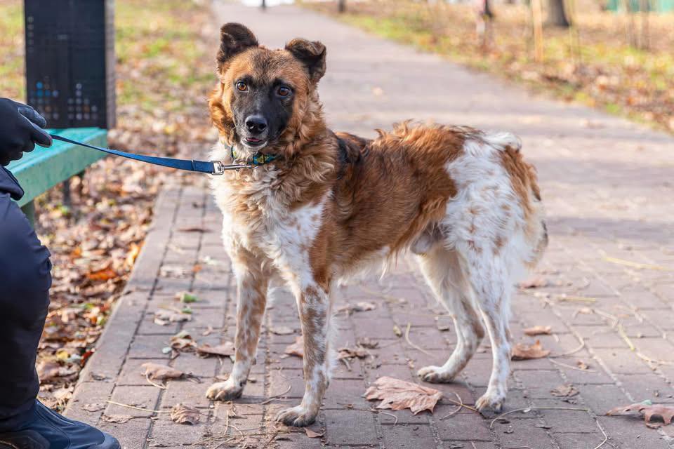 Help Lys Reach His Forever Home in Europe